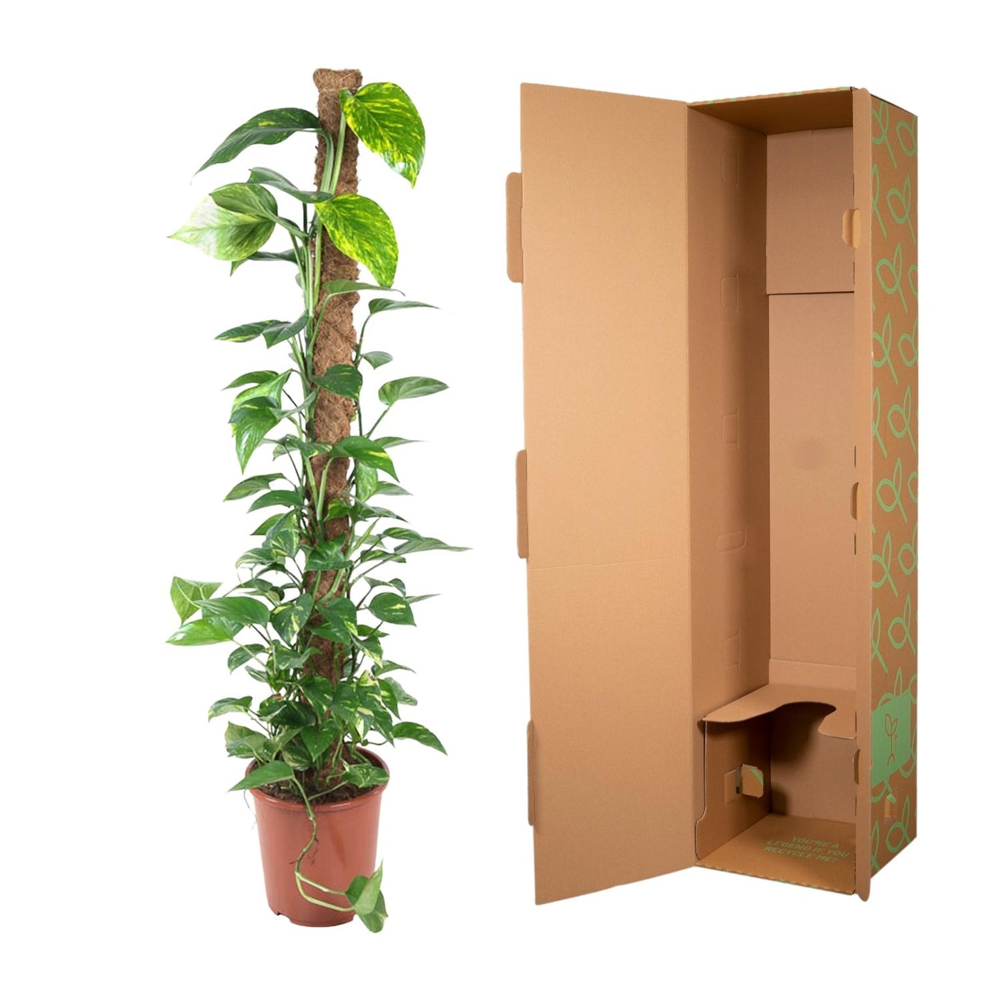 Epipremnum Pinnatum Mosstok – Pflegeleichte Kletterpflanze 150 cm
