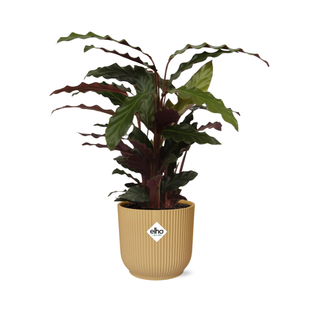 Calathea Rufibarba ‘Tropistar’ im ELHO Vibes Fold 14cm Gelb