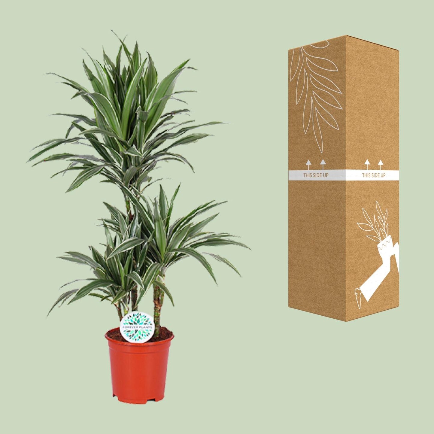 Dracaena Warneckei – Pflegeleichter Drachenbaum Ø21cm, 90cm hoch