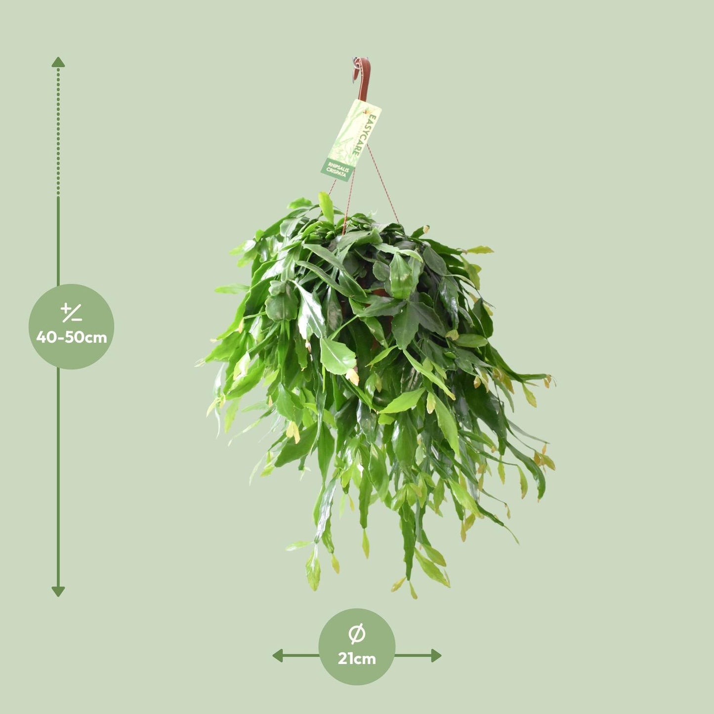 Rhipsalis Crispata – Pflegeleichte Hängepflanze Ø21cm