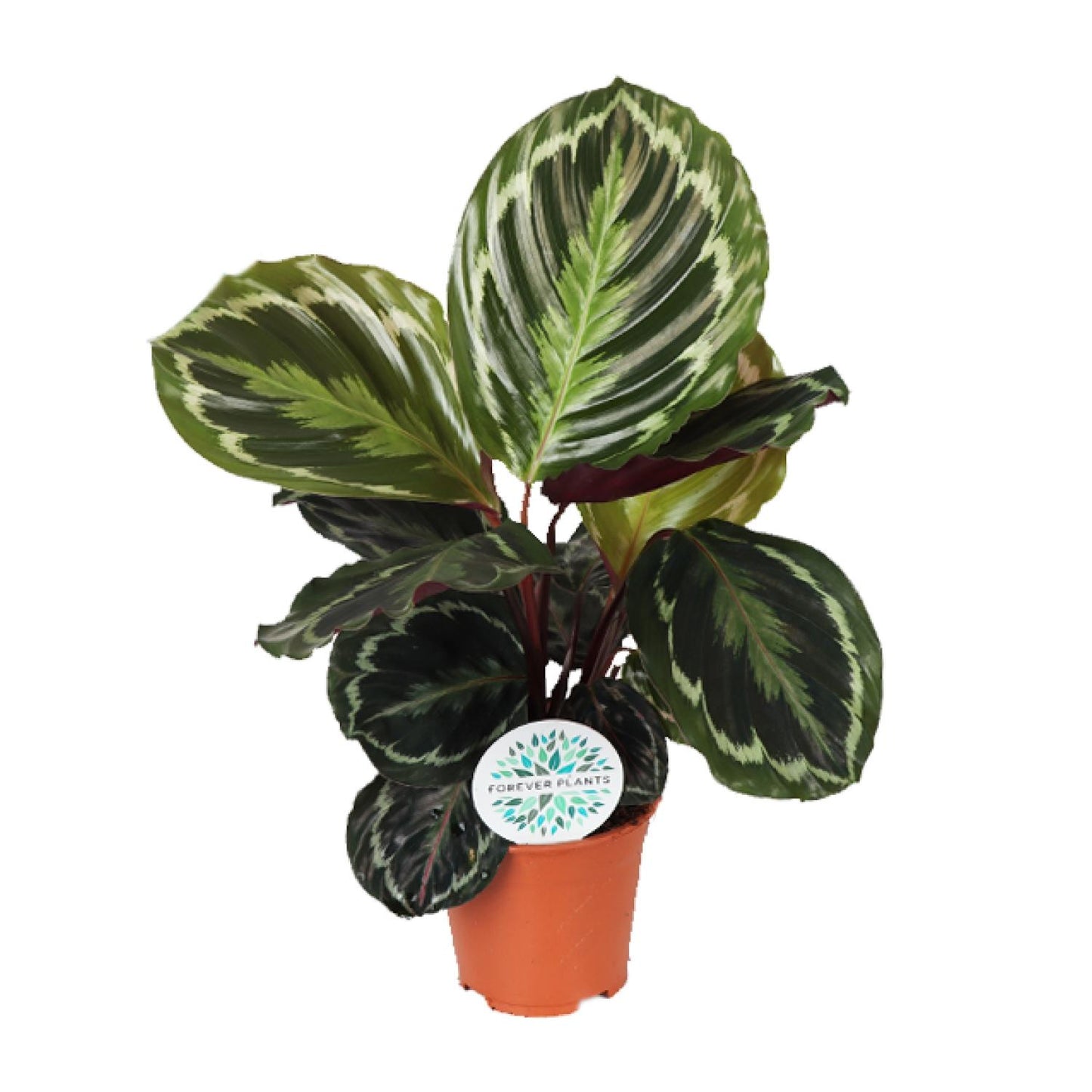 Calathea Medallion – Exotische pflegeleichte Zimmerpflanze Ø14 cm