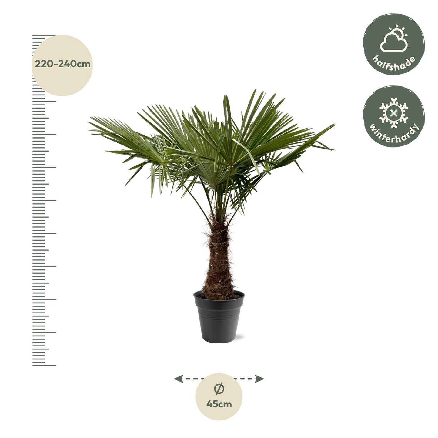 Trachycarpus Fortuneii Palme – 220-240 cm, Ø 45 cm
