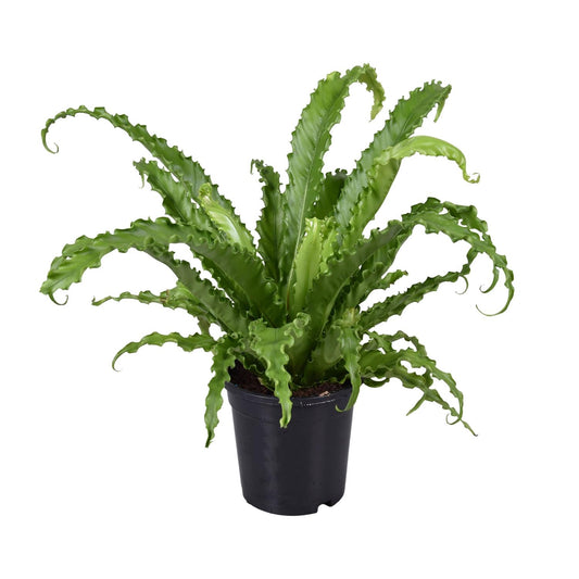Asplenium Antiquum Osaka – Eleganter Vogelnest-Farn Ø17cm