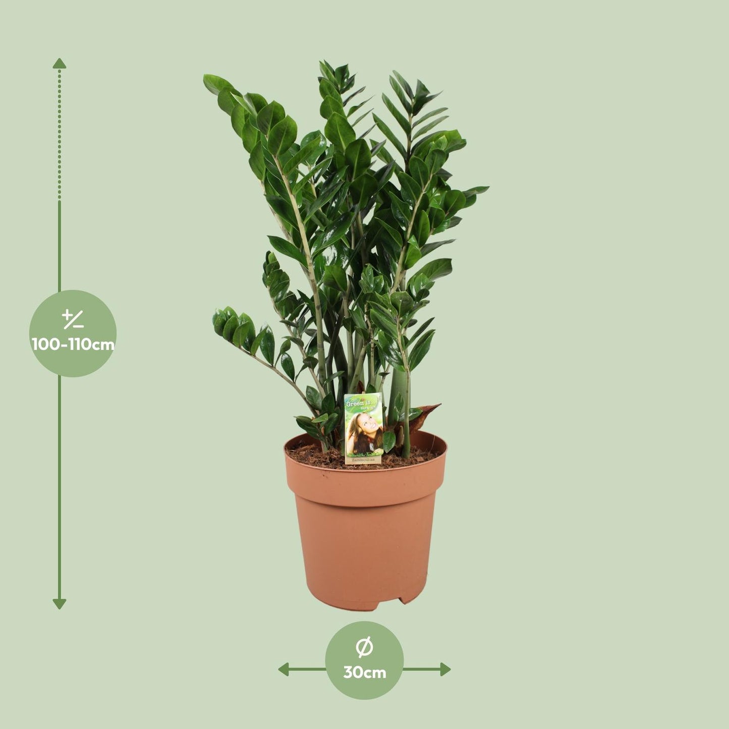 Zamioculcas Zamiifolia Ø30cm – Pflegeleichte Zimmerpflanze bis 110cm