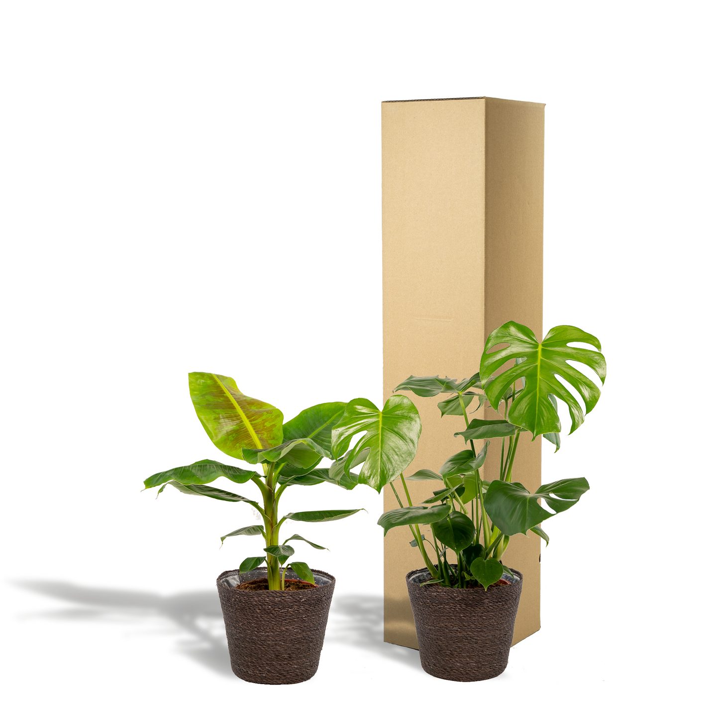 Monstera & Bananenpflanze Set mit Korb Ø21cm