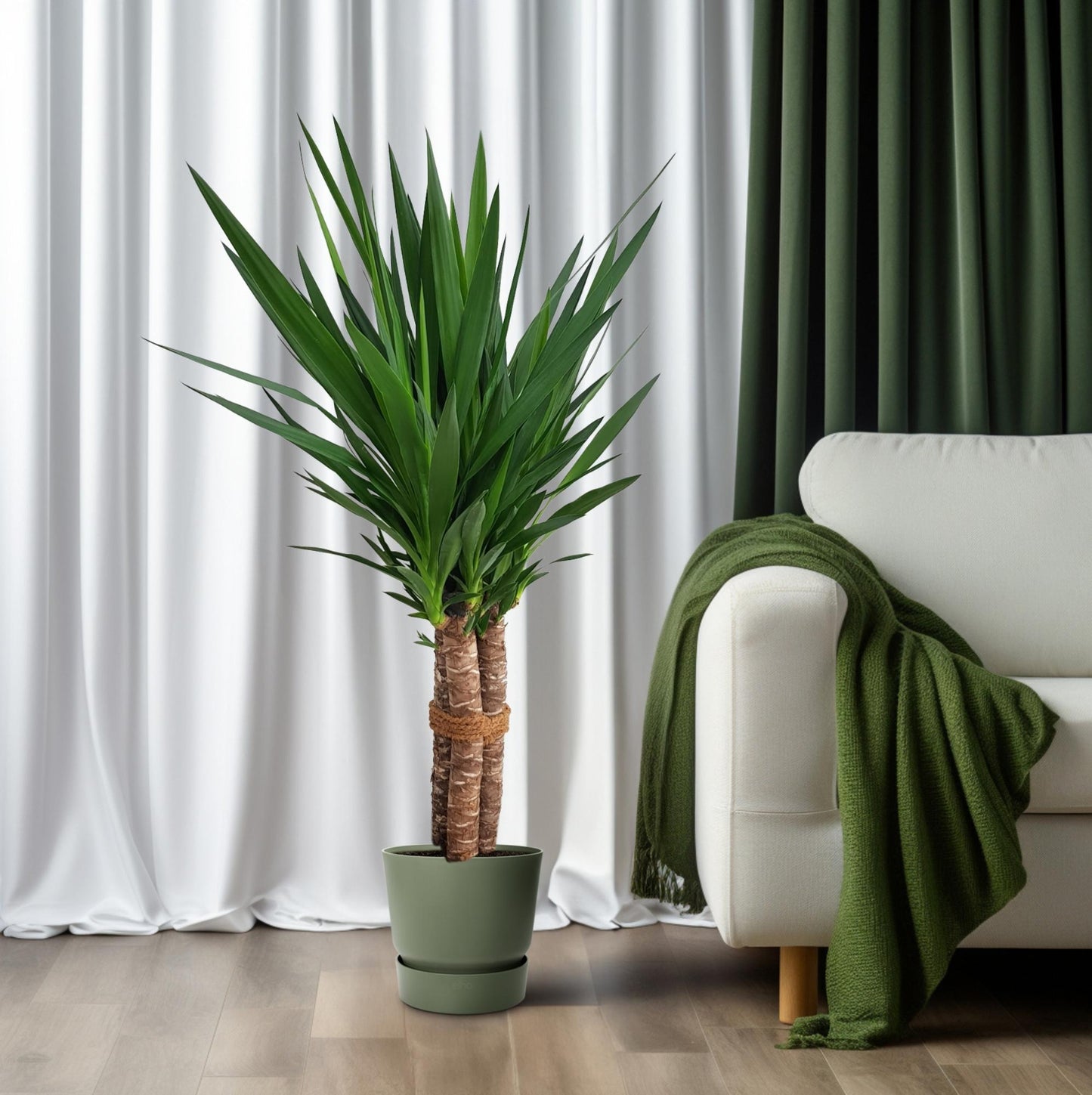 Yucca Palme „Tres Cañas“ – 120 cm pflegeleicht & robust