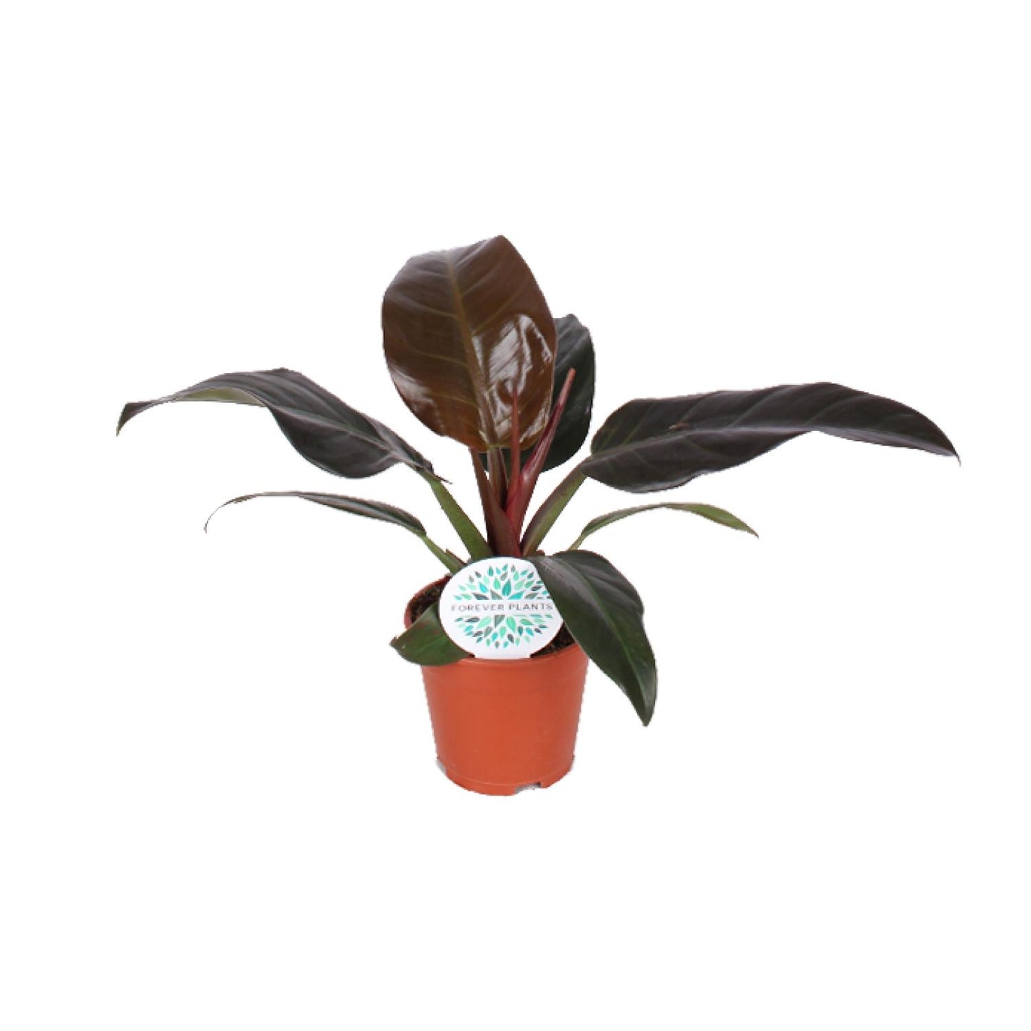 Philodendron Imperial Red – Tropische Zimmerpflanze Ø14cm