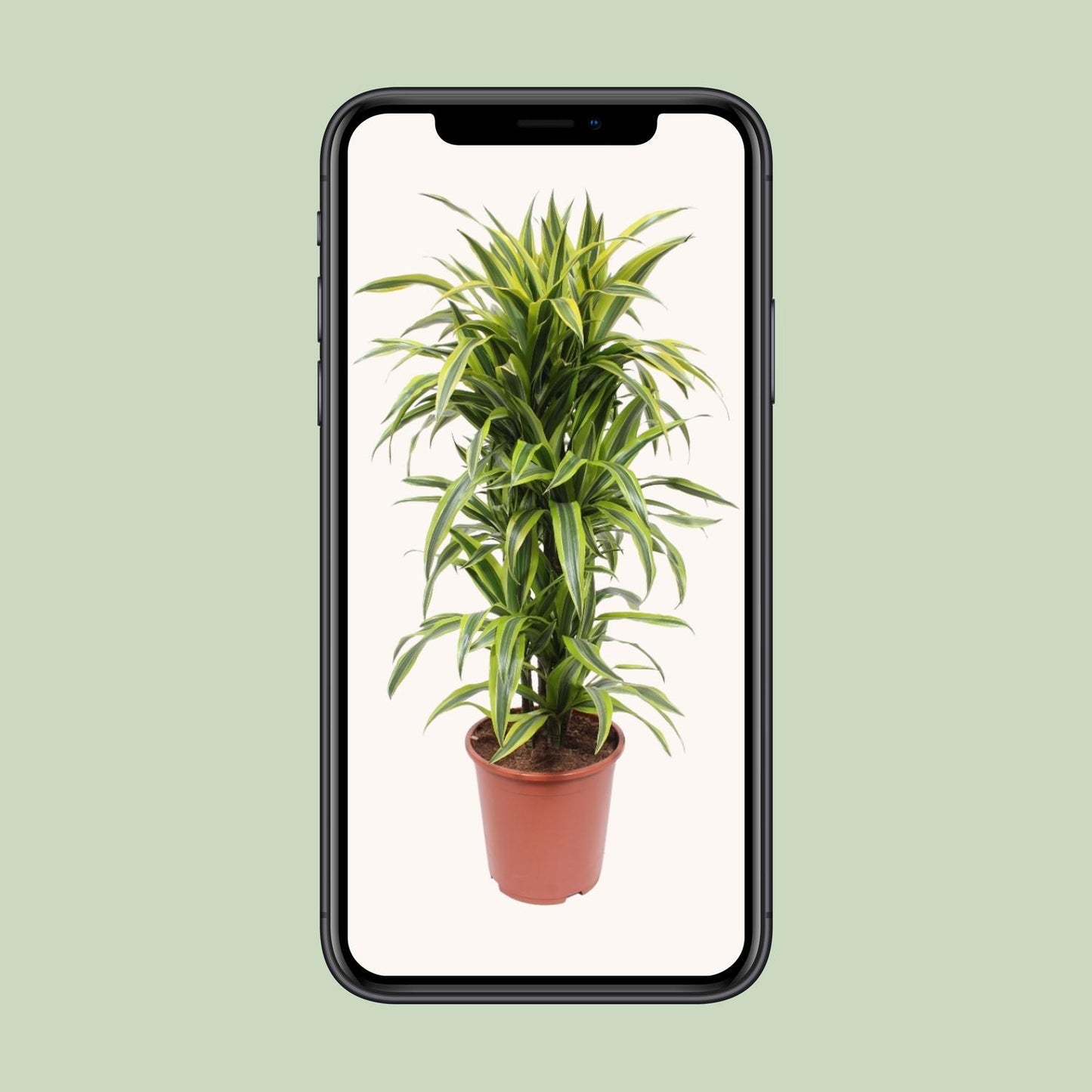 Dracaena Lemon Lime – Pflegeleichte Zimmerpflanze Ø27cm