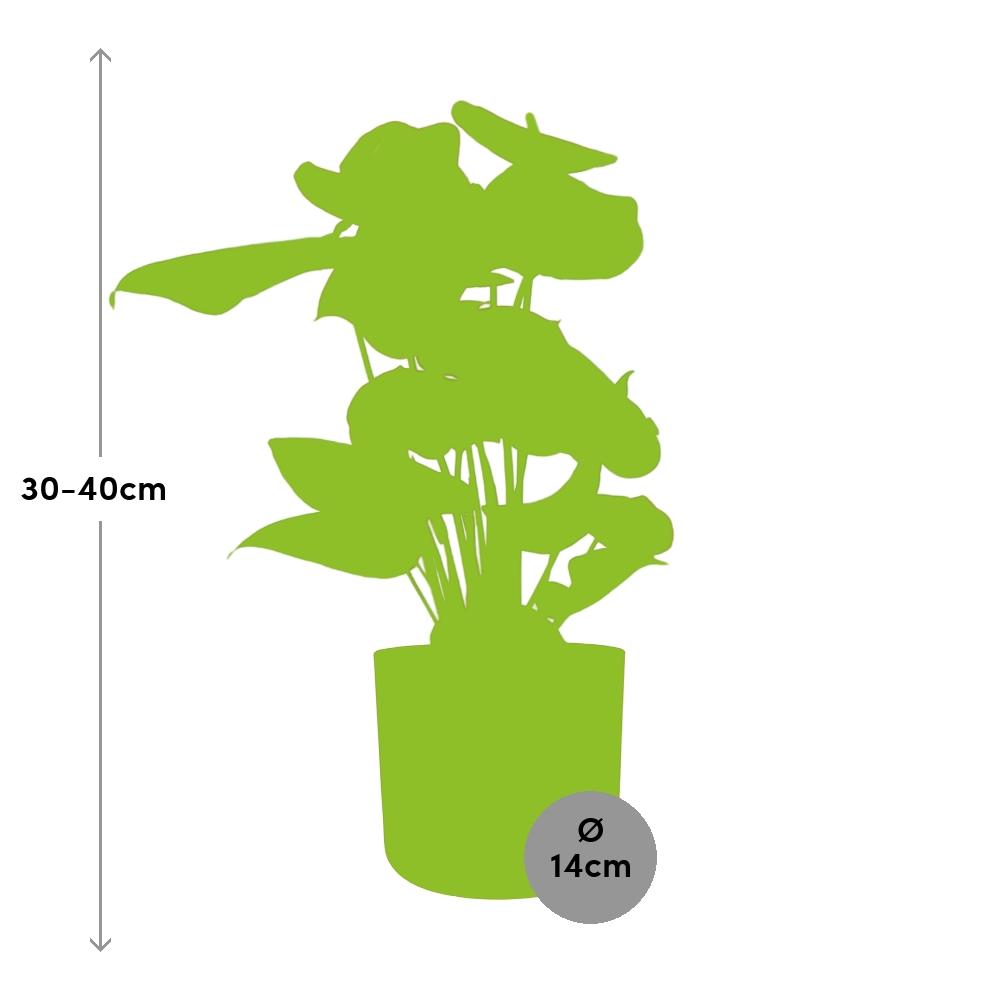 Anthurium Red 12cm im ELHO b.for soft rond 14cm Topf