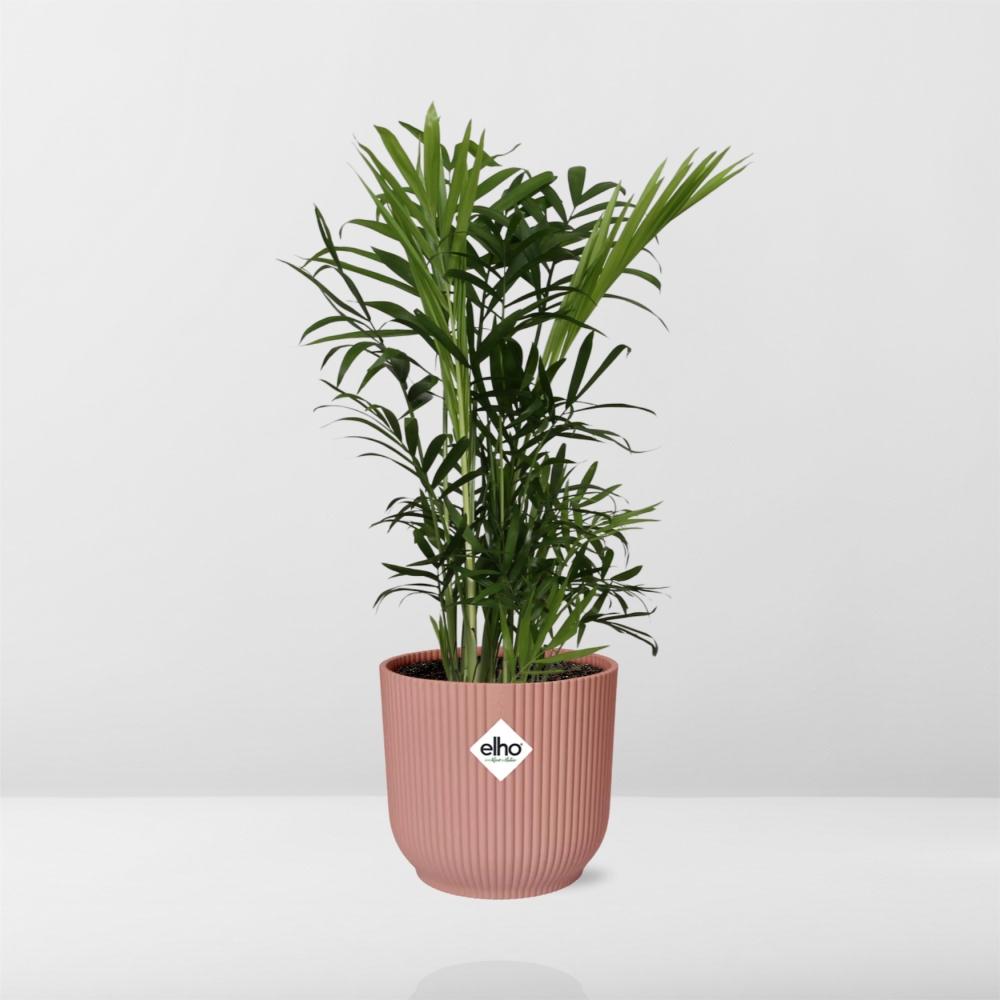Chamaedorea Elegans Zwergbergpalme im ELHO Vibes Fold Topf rosa
