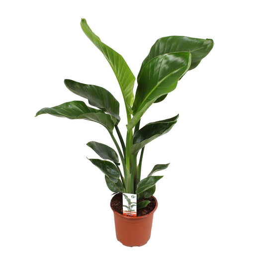 Strelitzia Nicolai – Paradiesvogelblume Ø17 cm, 70 cm hoch