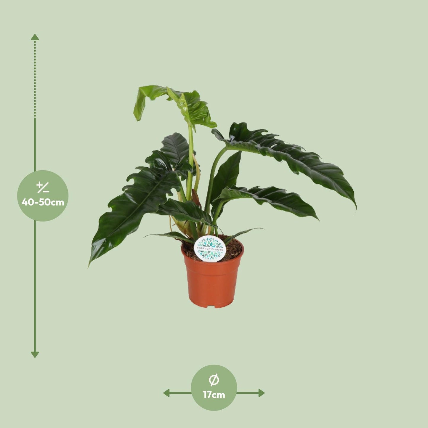 Philodendron Narrow – pflegeleichte Zimmerpflanze Ø17cm