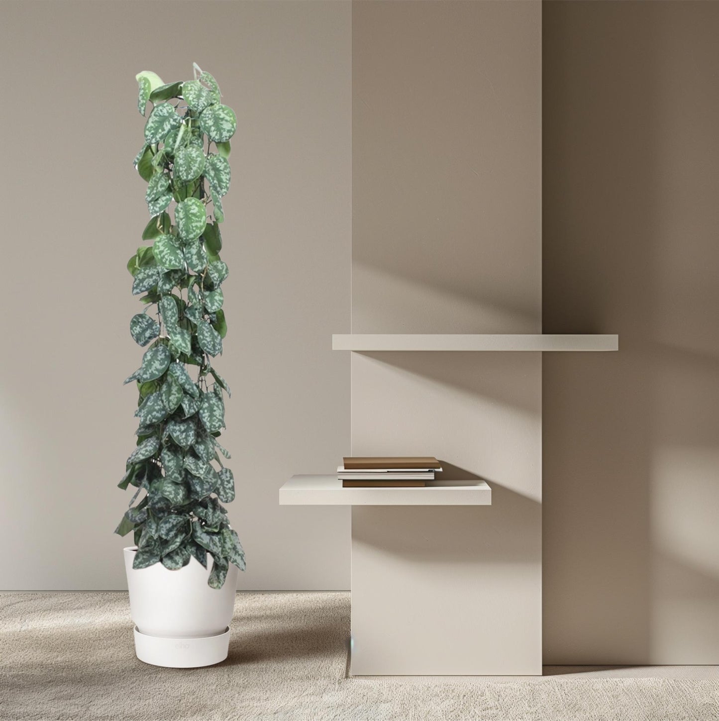 Scindapsus Pictus Trebie – Pflegeleichte Kletterpflanze mit silbergrünen Blättern
