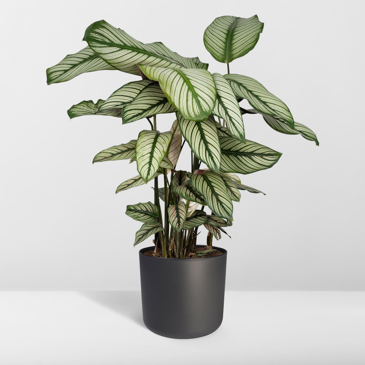 Calathea Whitestar – Pfauenpflanze 50 cm im 19 cm Topf