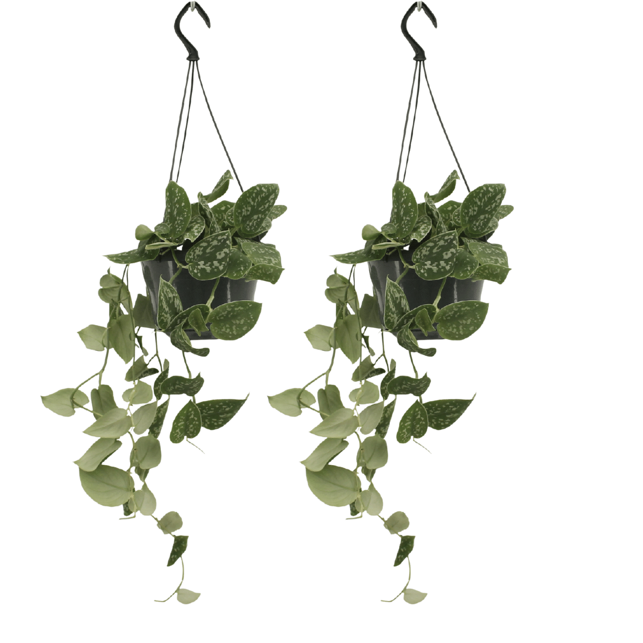 Scindapsus Pictus 2er Set Ø15 cm – Pflegeleichte Kletterpflanze