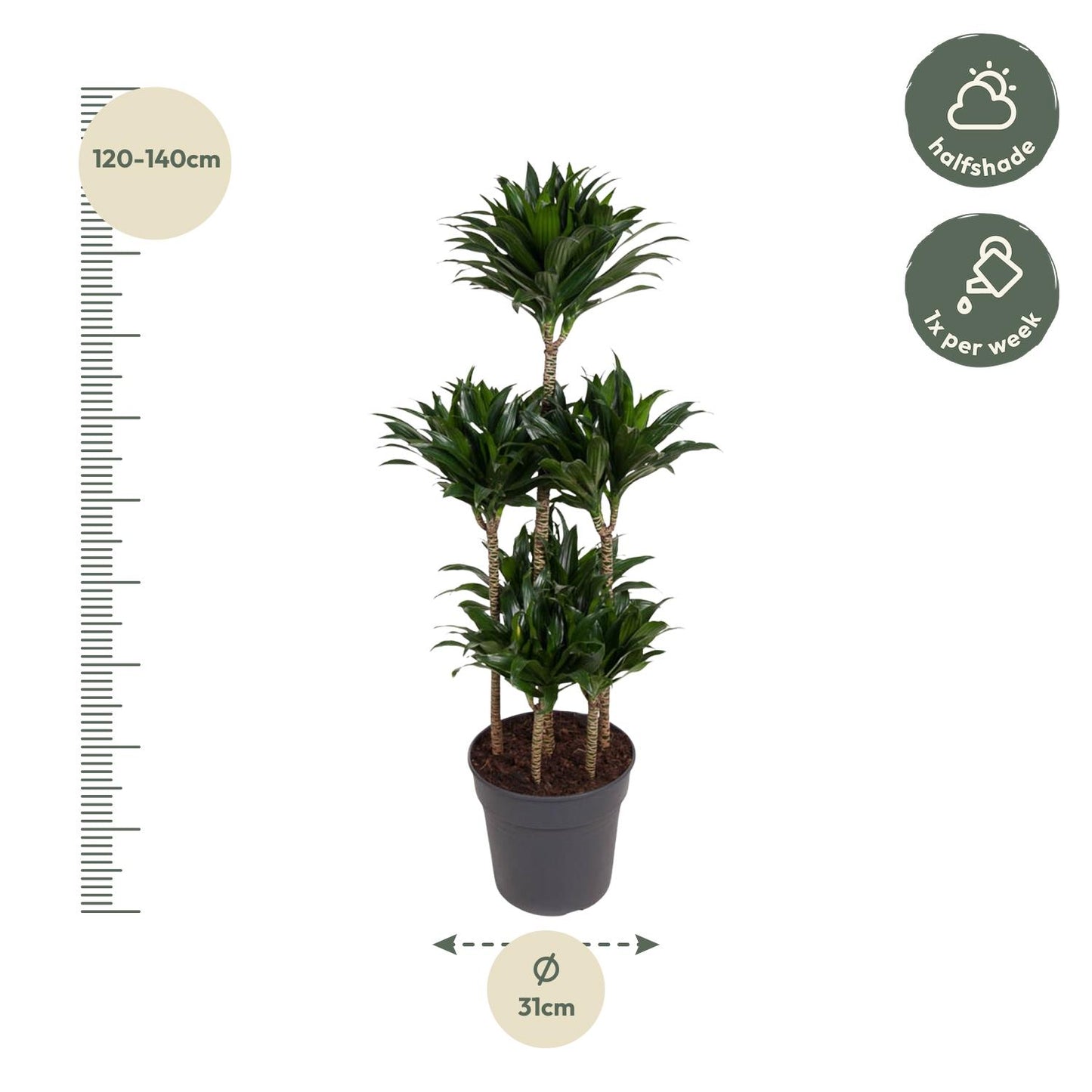 Dracaena Compacta Carrousel – Pflegeleichte Zimmerpflanze 130 cm