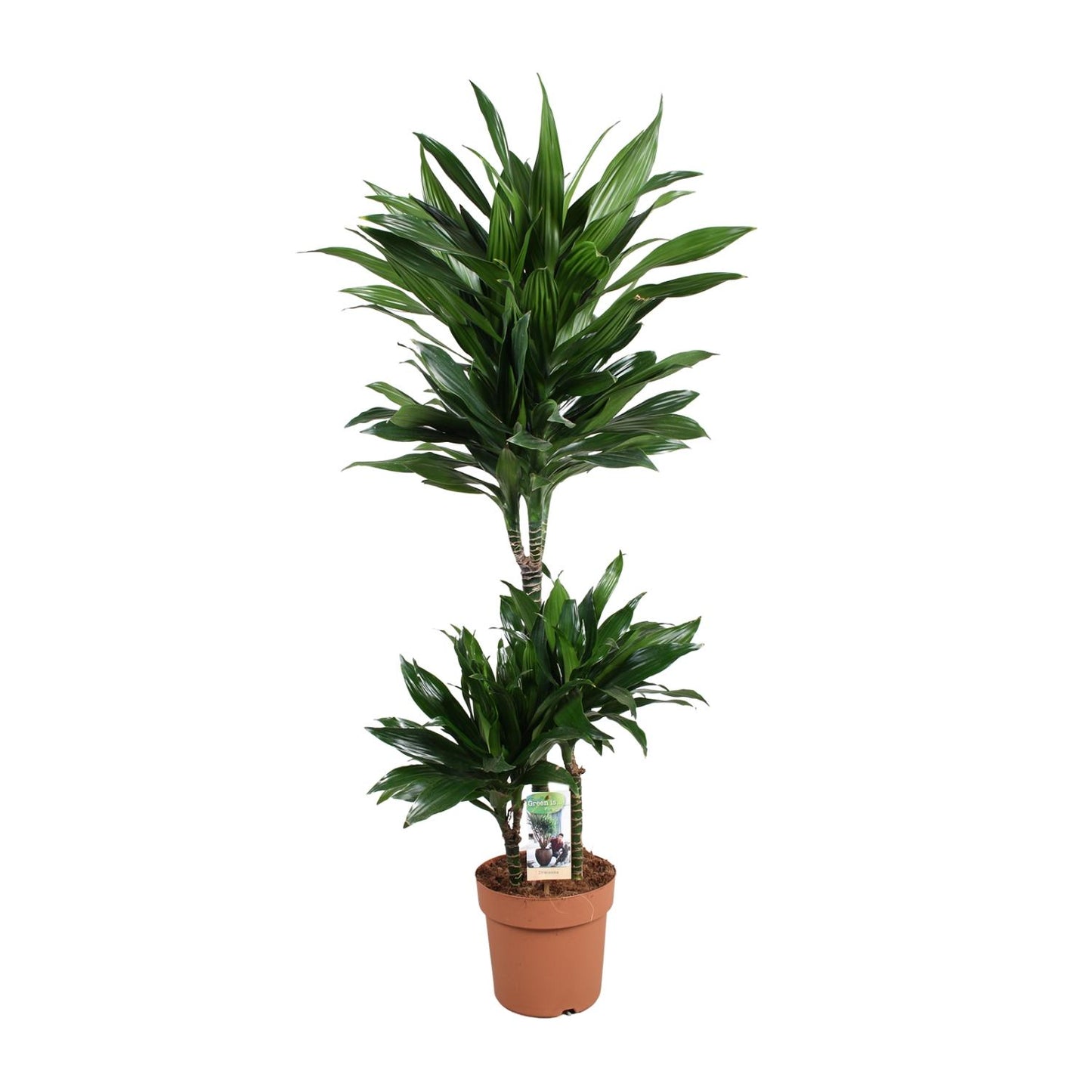 Dracaena Green Jewel – Elegante Zimmerpflanze Ø21cm