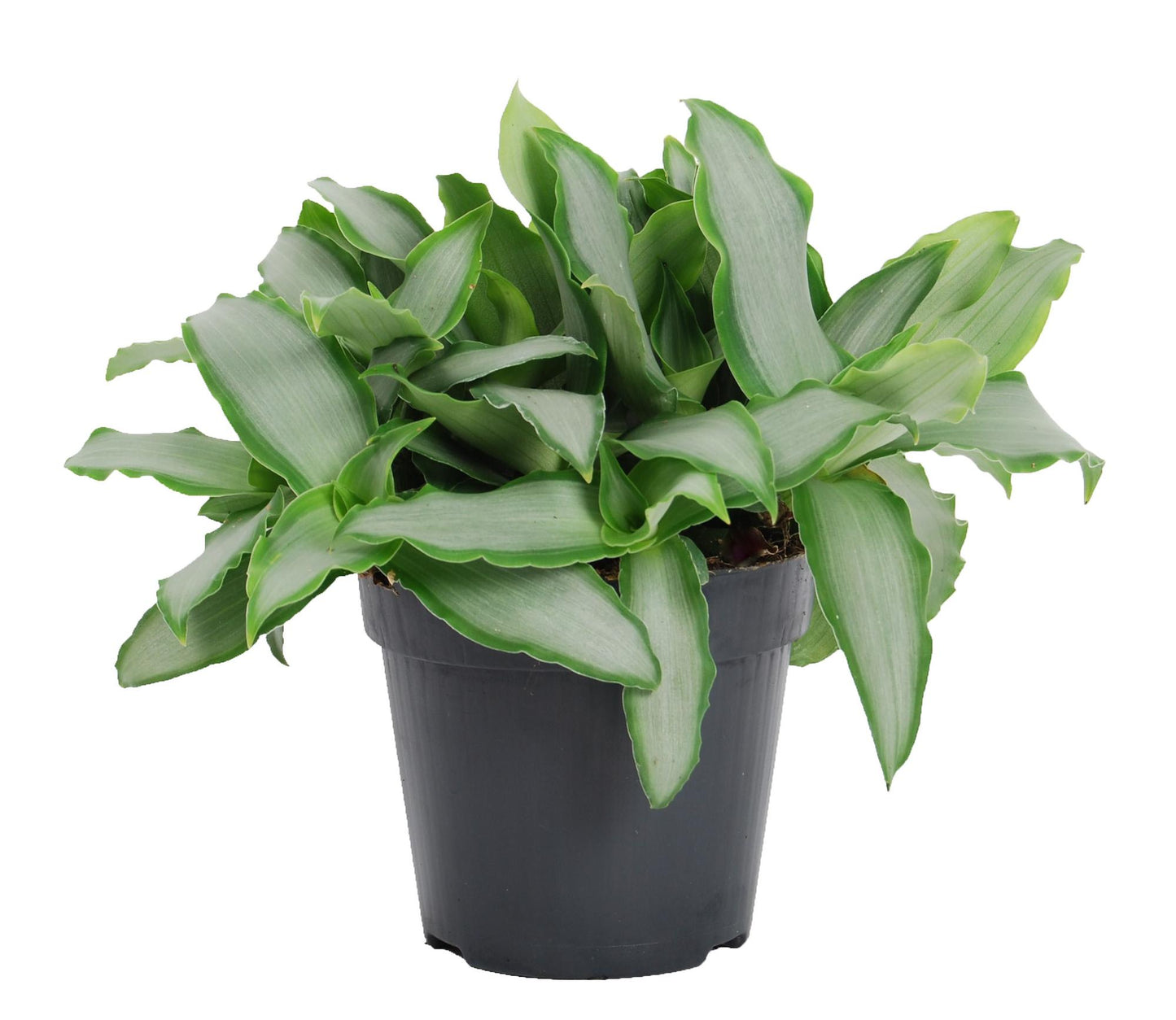 Murdannia Bright Star – Pflegeleichte Zimmerpflanze Ø12cm