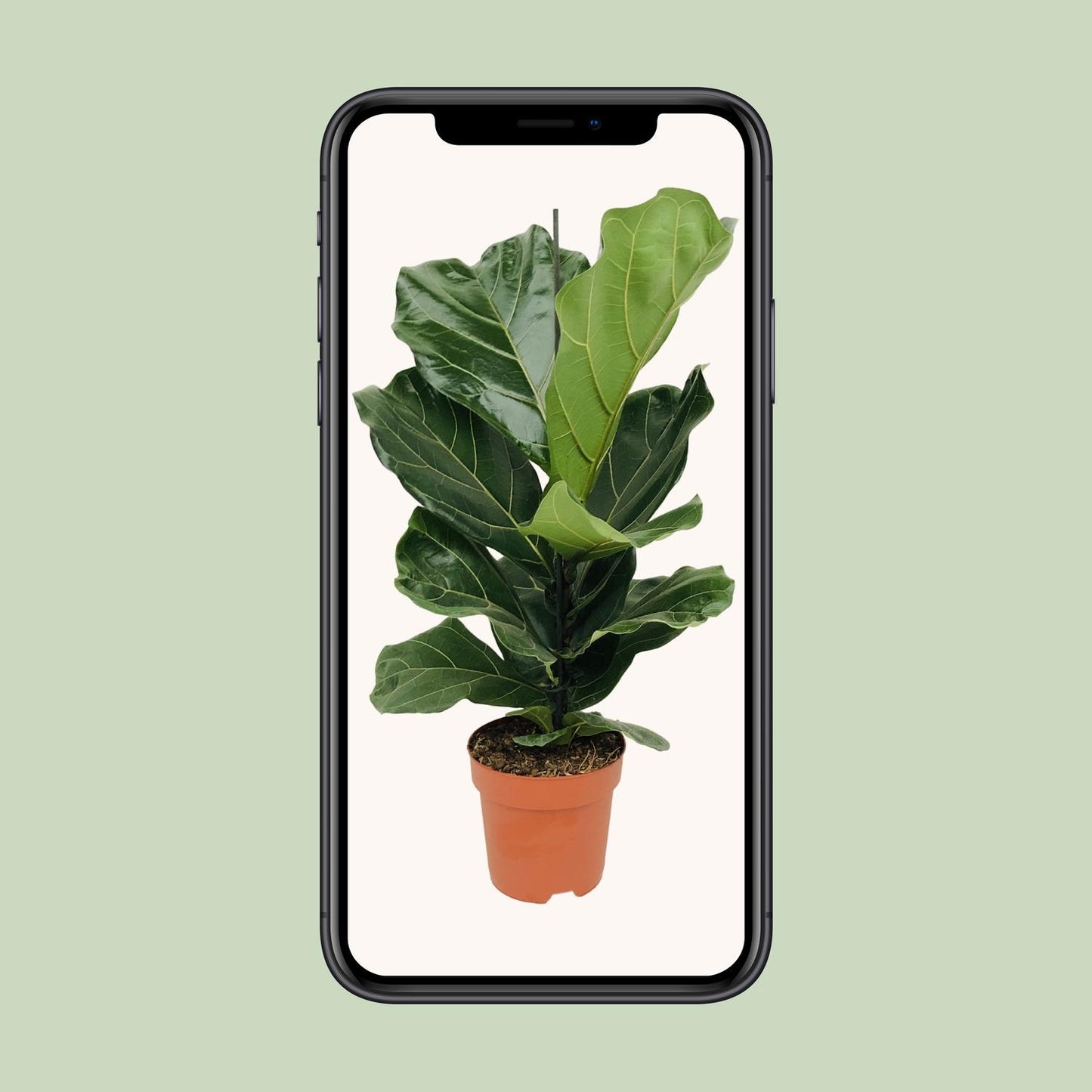Ficus Lyrata (Geigenfeige) Ø17cm – bis 75cm hoch
