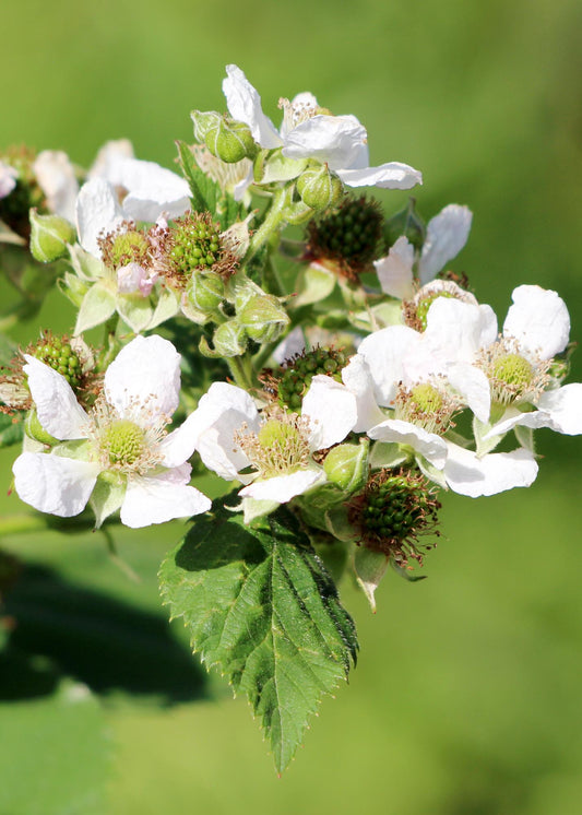 3x Rubus id. Twotimer 'Sugana Red' – Zweimal tragende Himbeere Ø13cm