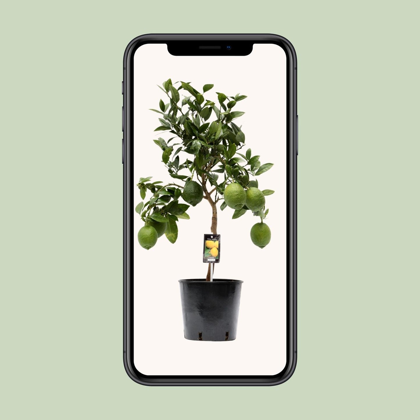Citrus Lemon – Sonnige Zitruspflanze Ø22cm, 80cm hoch