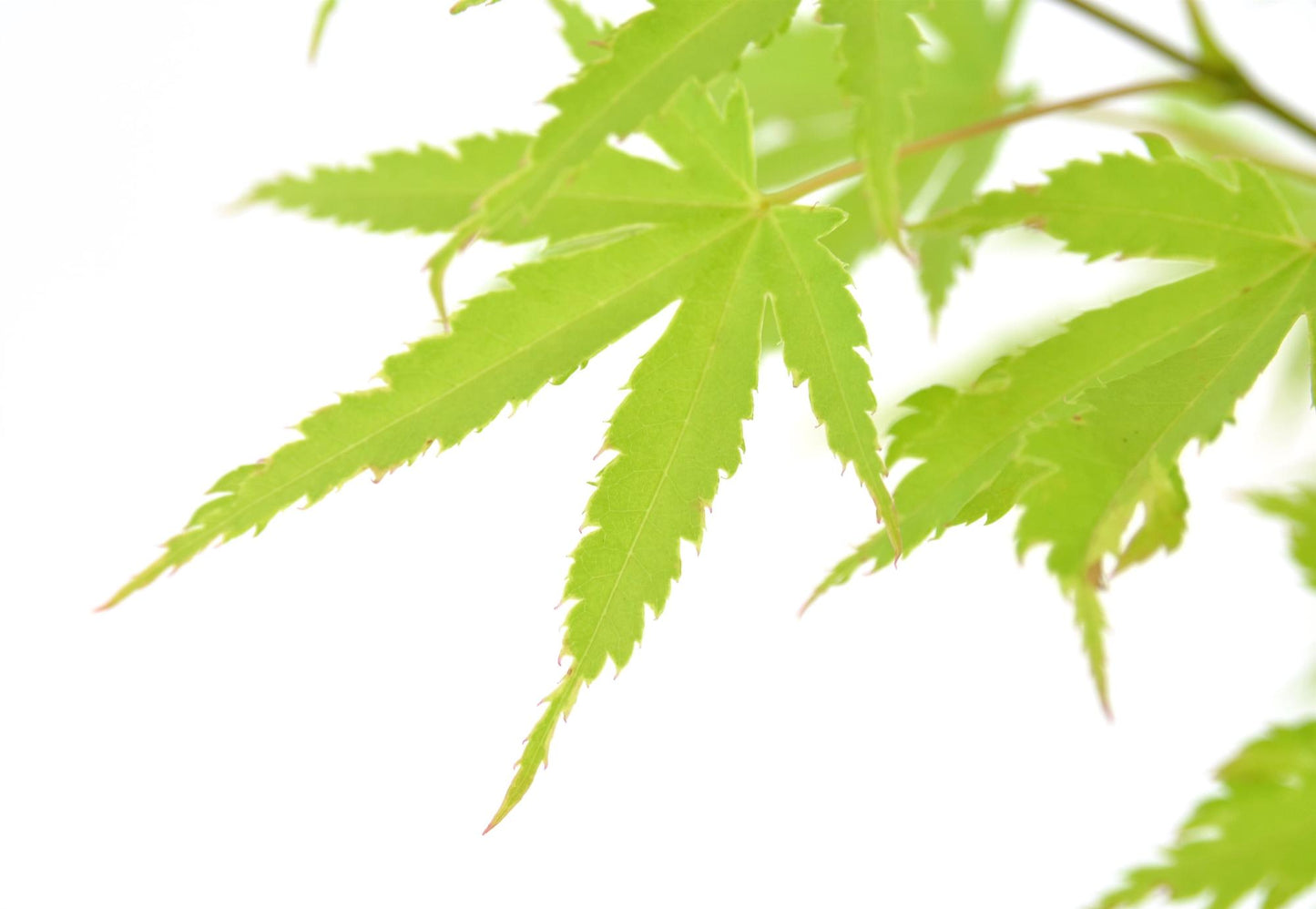 Acer palmatum 'Anne Irene' – Japanischer Ahorn Ø19cm