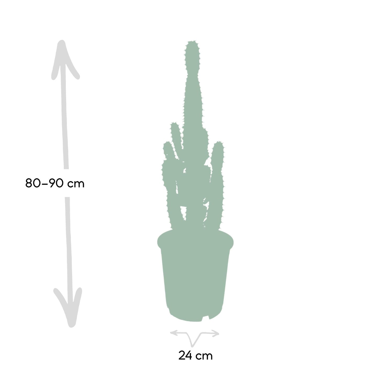 Euphorbia Acrurensis – Robuste Exotische Sukkulente Ø24cm