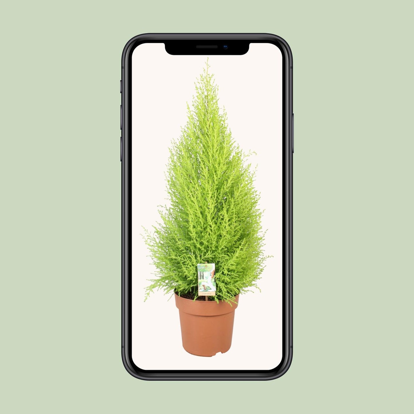 Cupressus Goldcrest Wilma – Kompakte Goldzeder Ø21cm, 90cm hoch