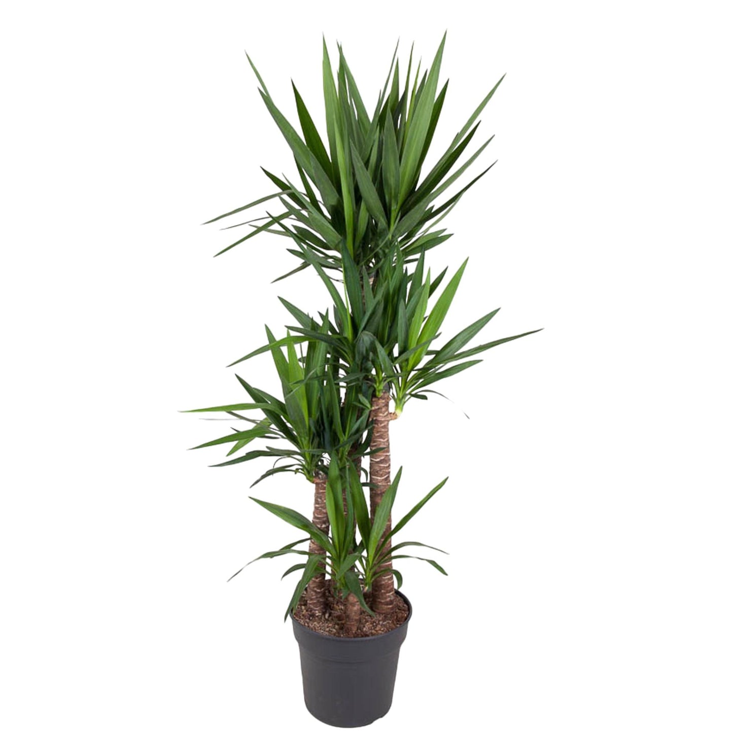 Yucca Elephantipe – Robuste Elefantenpalme 180 cm