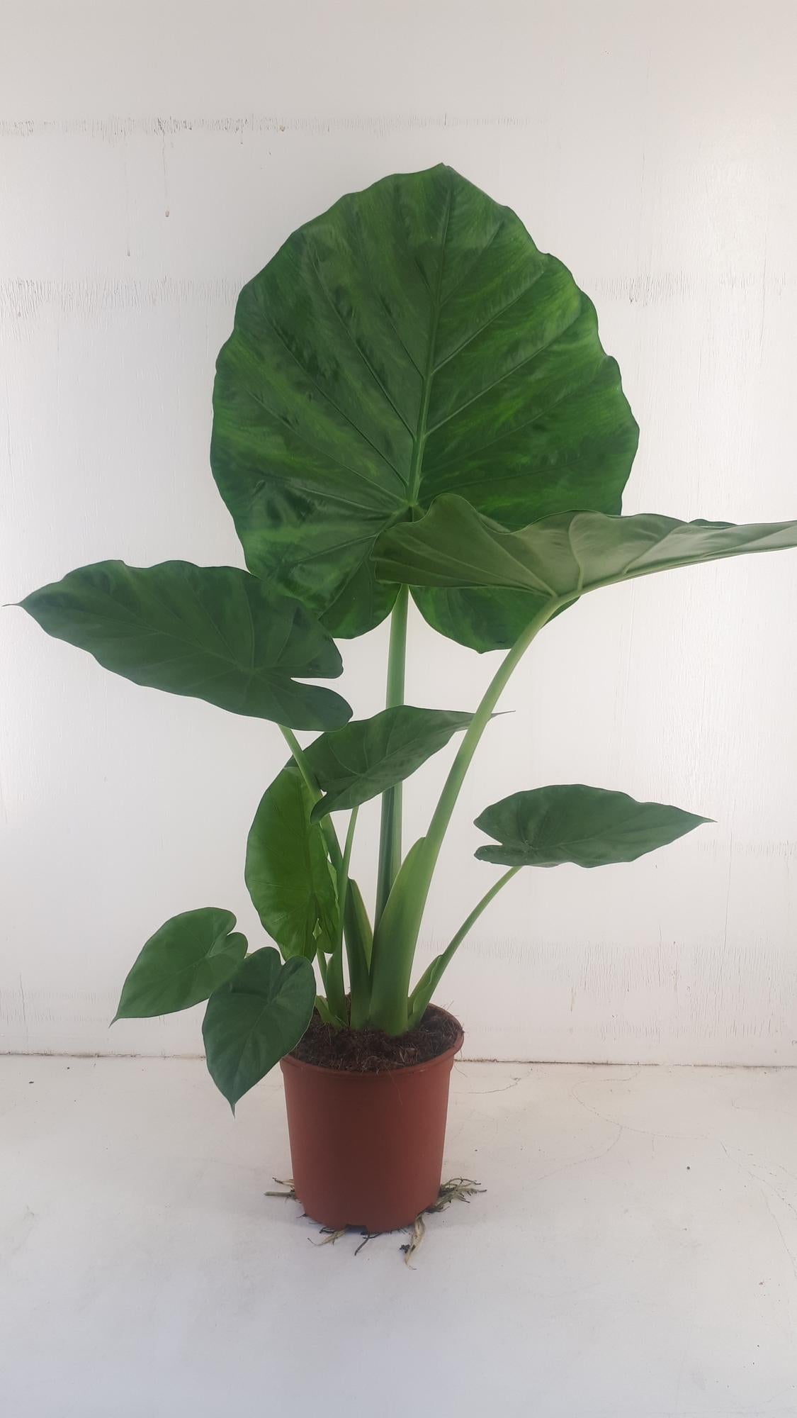 Alocasia Macrorrhiza – Elegante, luftreinigende Zimmerpflanze Ø19cm