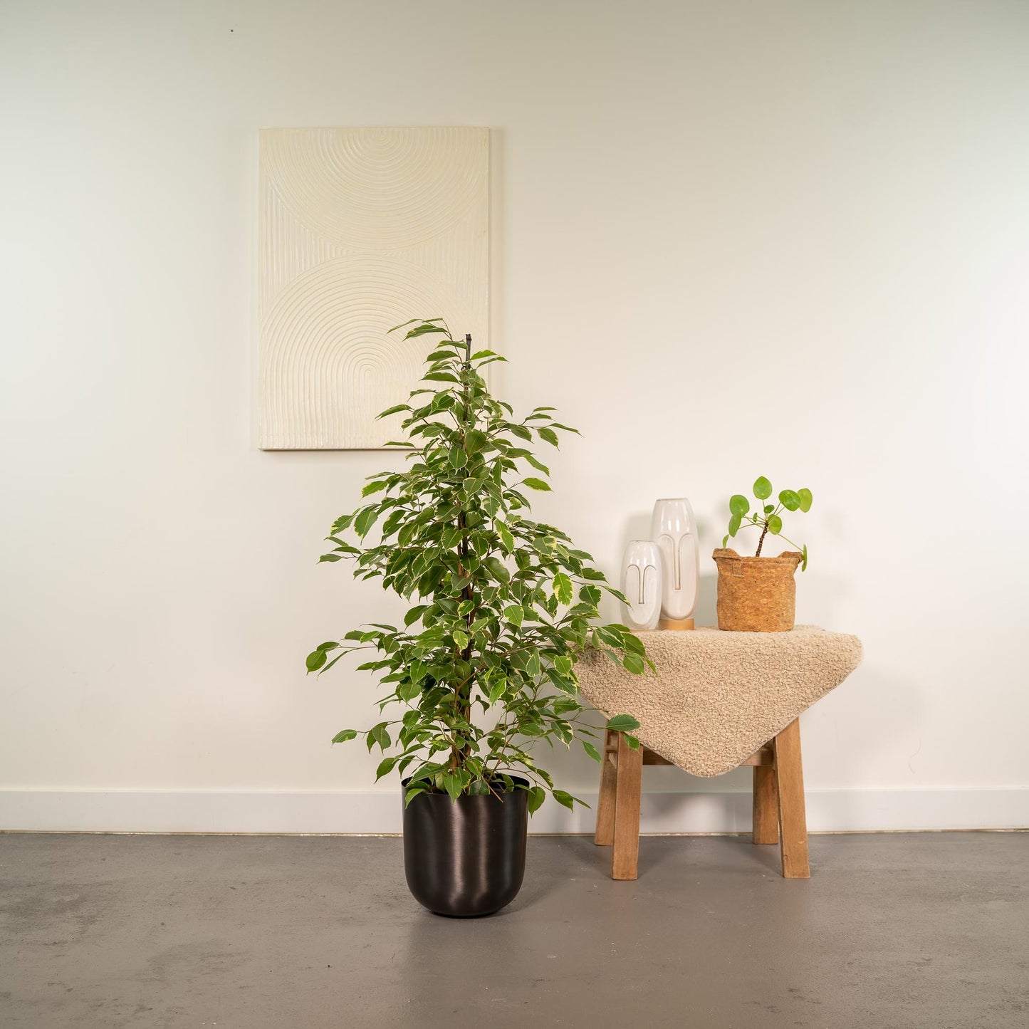Ficus benjamina Goldenking – Pflegeleichte Zimmerpflanze Ø21cm