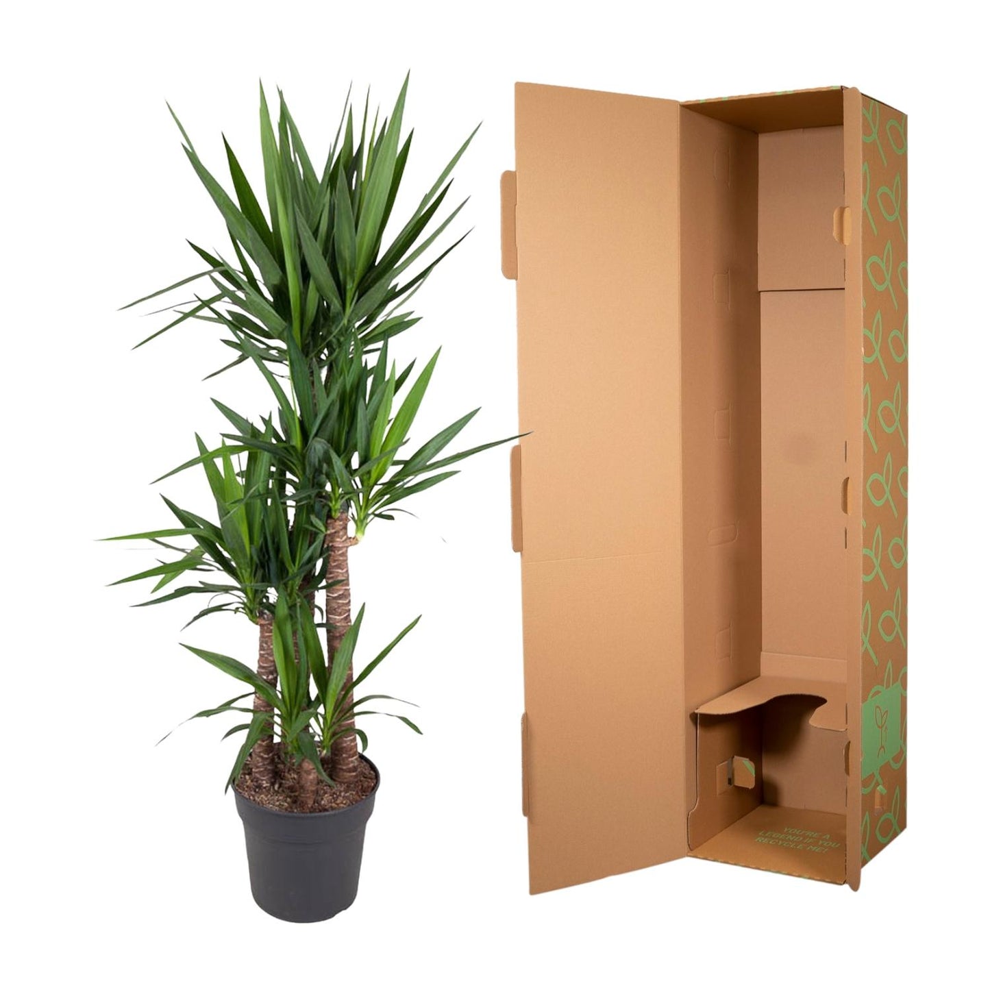 Yucca Elephantipes – 180 cm – Pflegeleichte Elefantenpalme