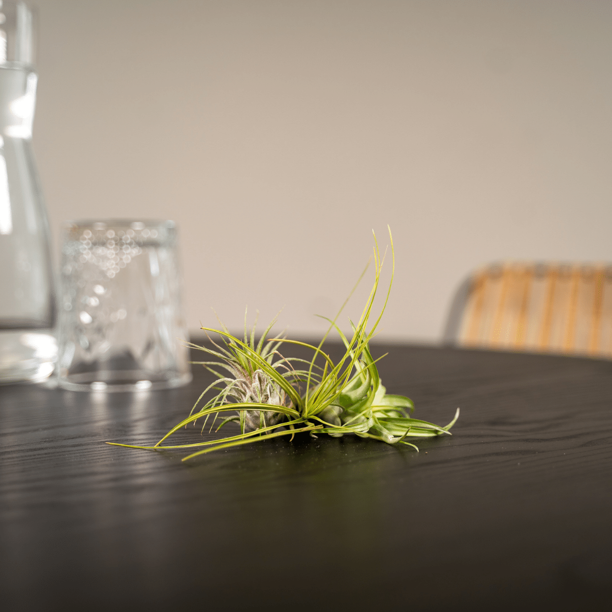 Tillandsia Air Mix – 5 pflegeleichte Luftpflanzen 6 cm