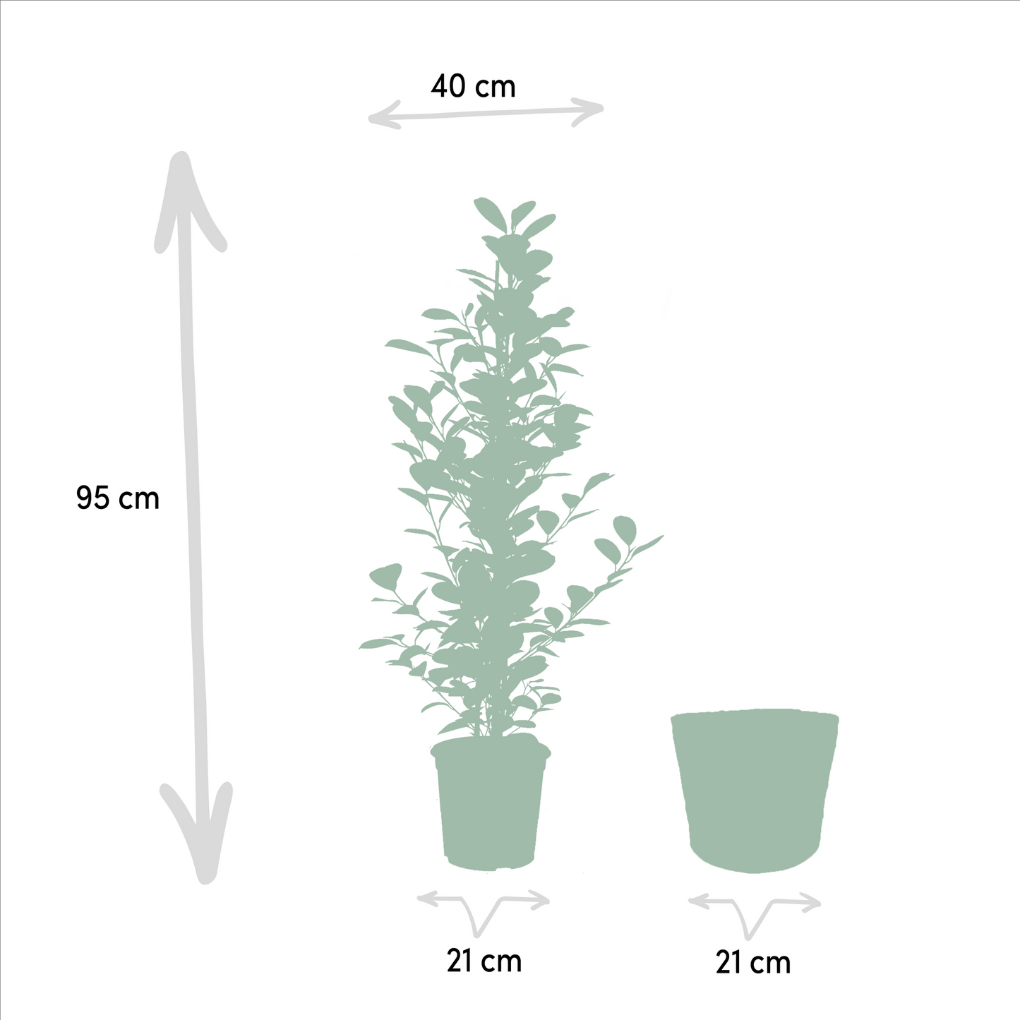 Bonsai-Feige 'Moclame' mit dekorativem Korb Ø21cm