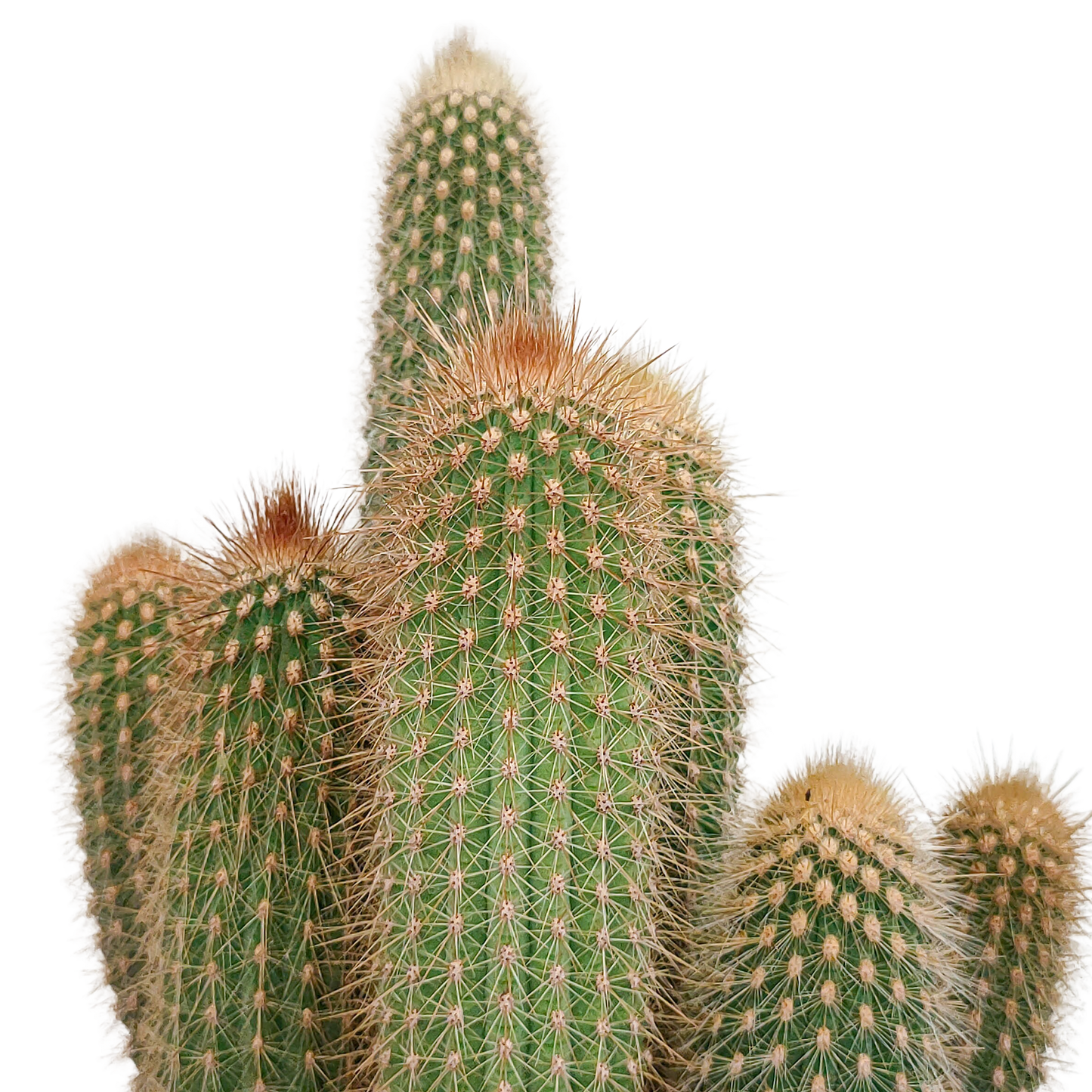 Vatricania Guentheri Säulenkaktus 17 cm – ohne Topf