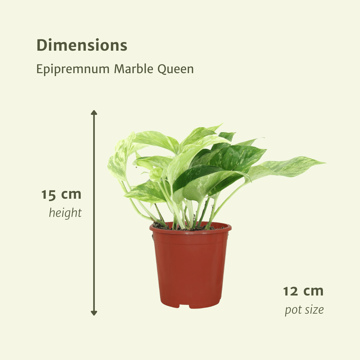 Epipremnum Marble Queen – 4er Set Ø12cm – Pflegeleichte Zimmerpflanze