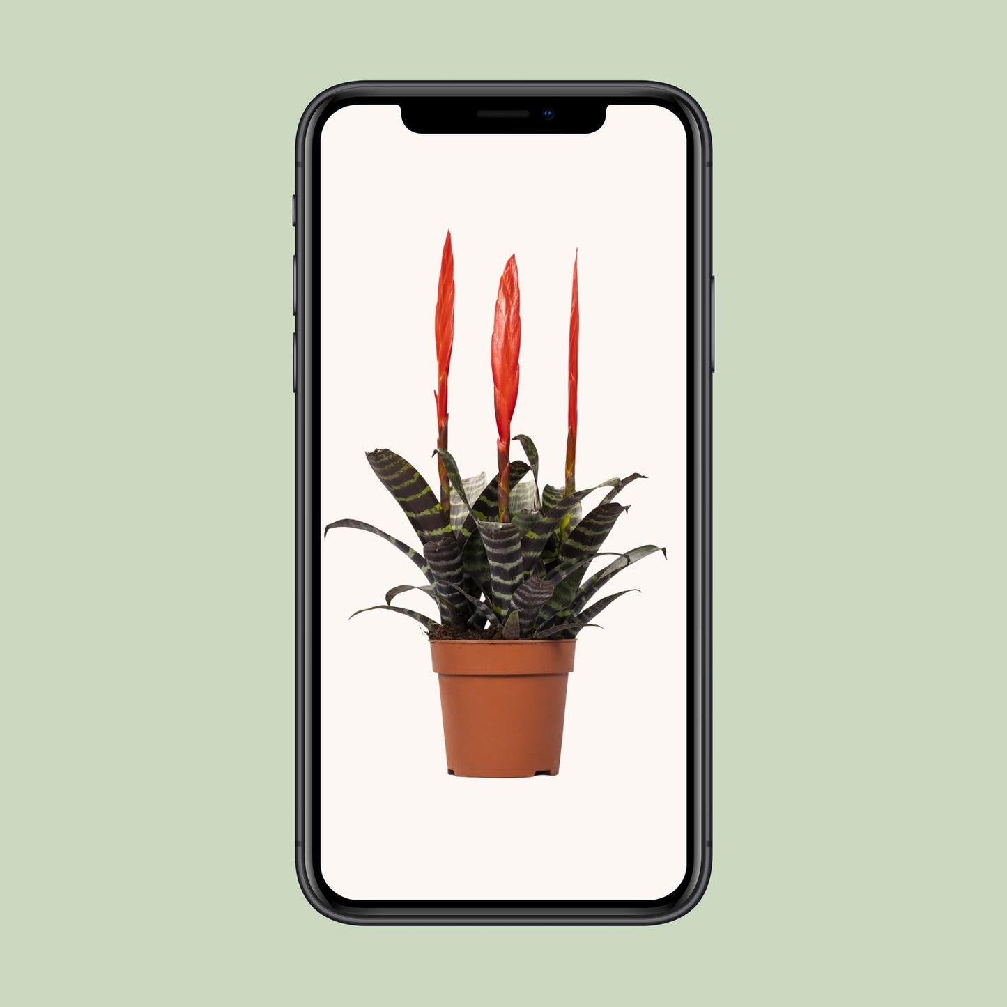 Vriesea Era Toef – Luftreinigende Zimmerpflanze Ø12cm, 45cm hoch