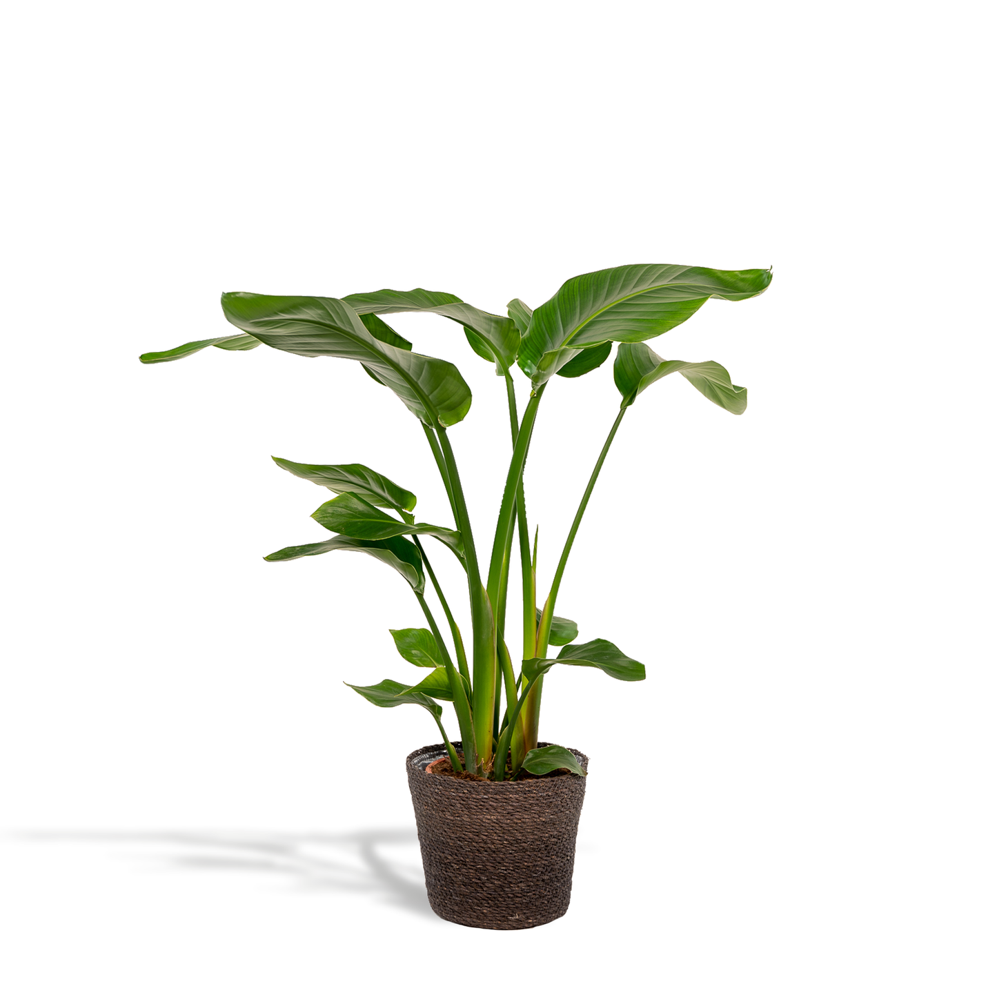 Strelitzia Nicolai Ø19cm mit Korb Igmar – Baumstrelitzie