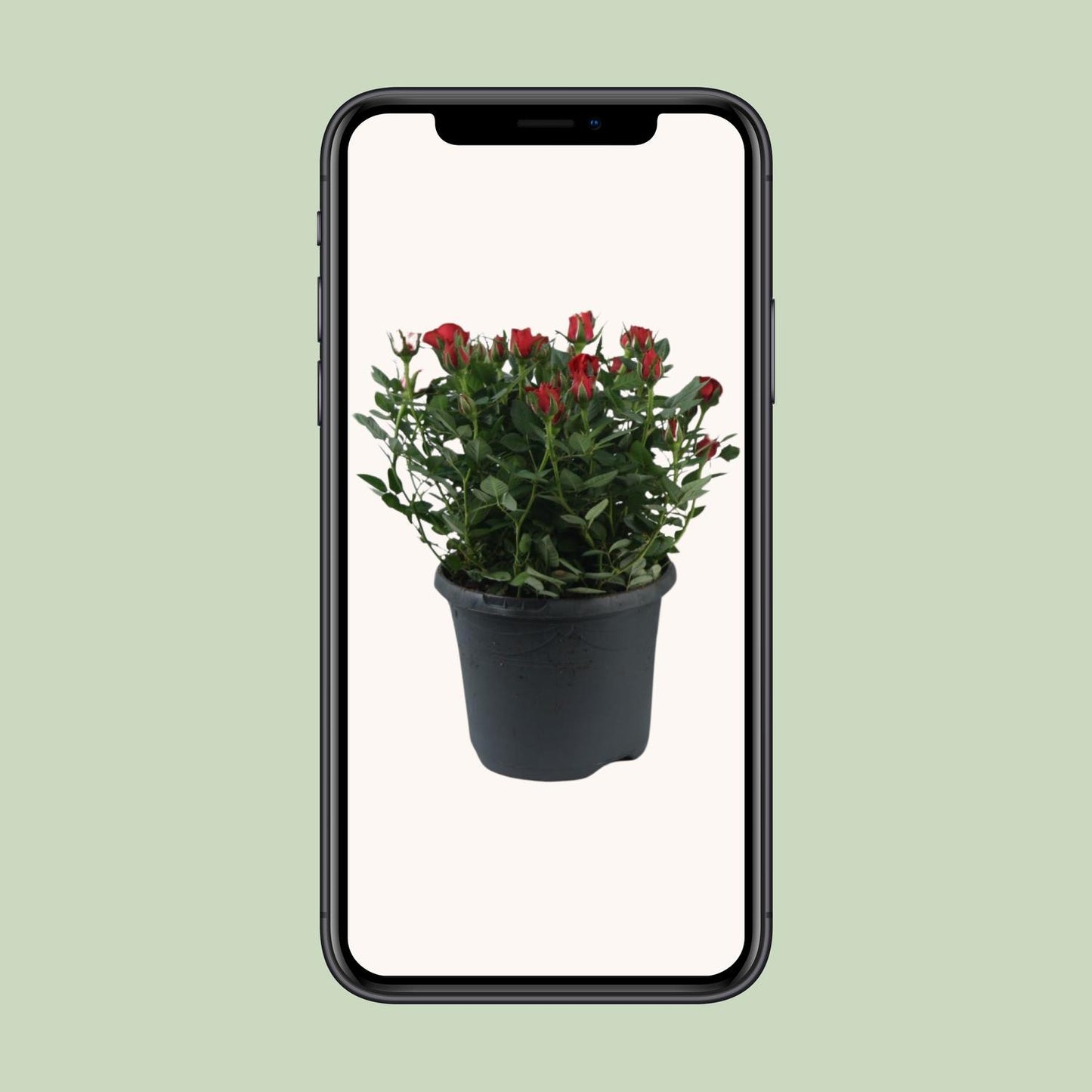 Rosa Jewel Patio Hot – Pflegeleichte Topfrose Ø17cm