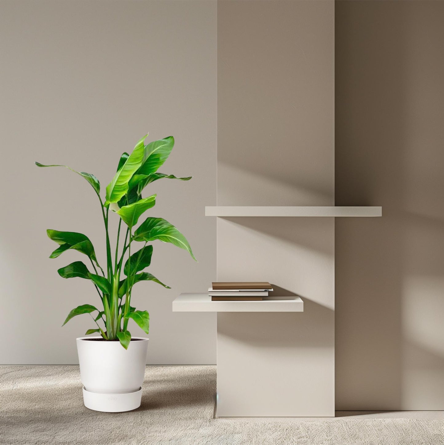 Strelitzia Nicolai – Tropische, pflegeleichte Zimmerpflanze 70-90 cm