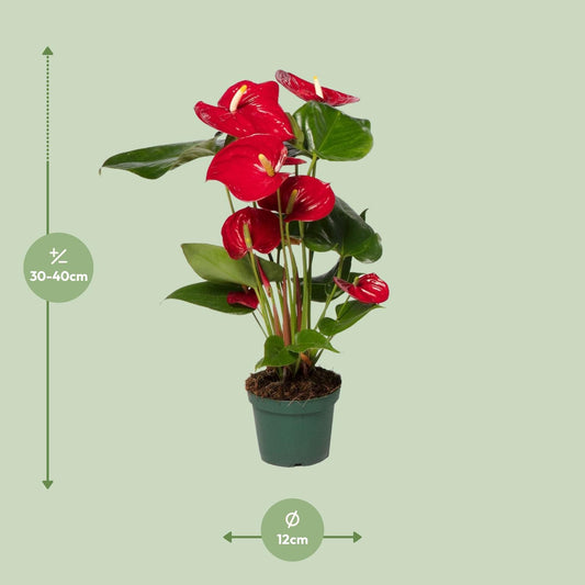 Anthurium Red – Pflegeleichte Flamingoblume Ø17cm
