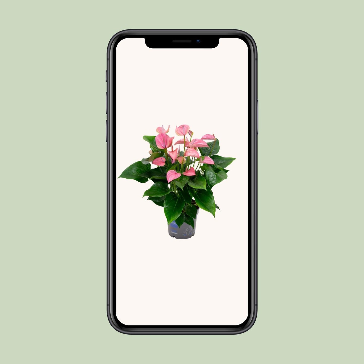 Anthurium KARMA Joli – Elegante Zimmerpflanze Ø17cm, 55cm hoch