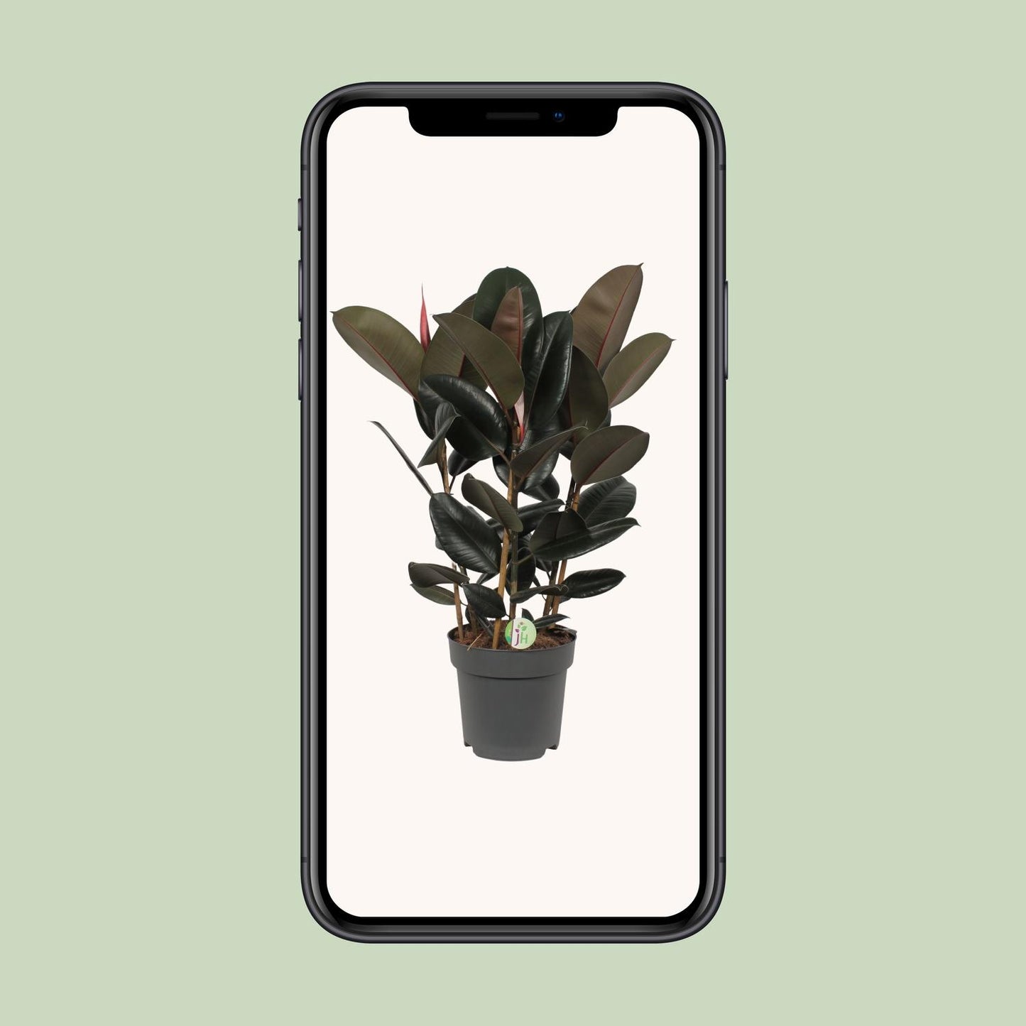 Ficus Abidjan Ø27cm – Pflegeleichte tropische Zimmerpflanze