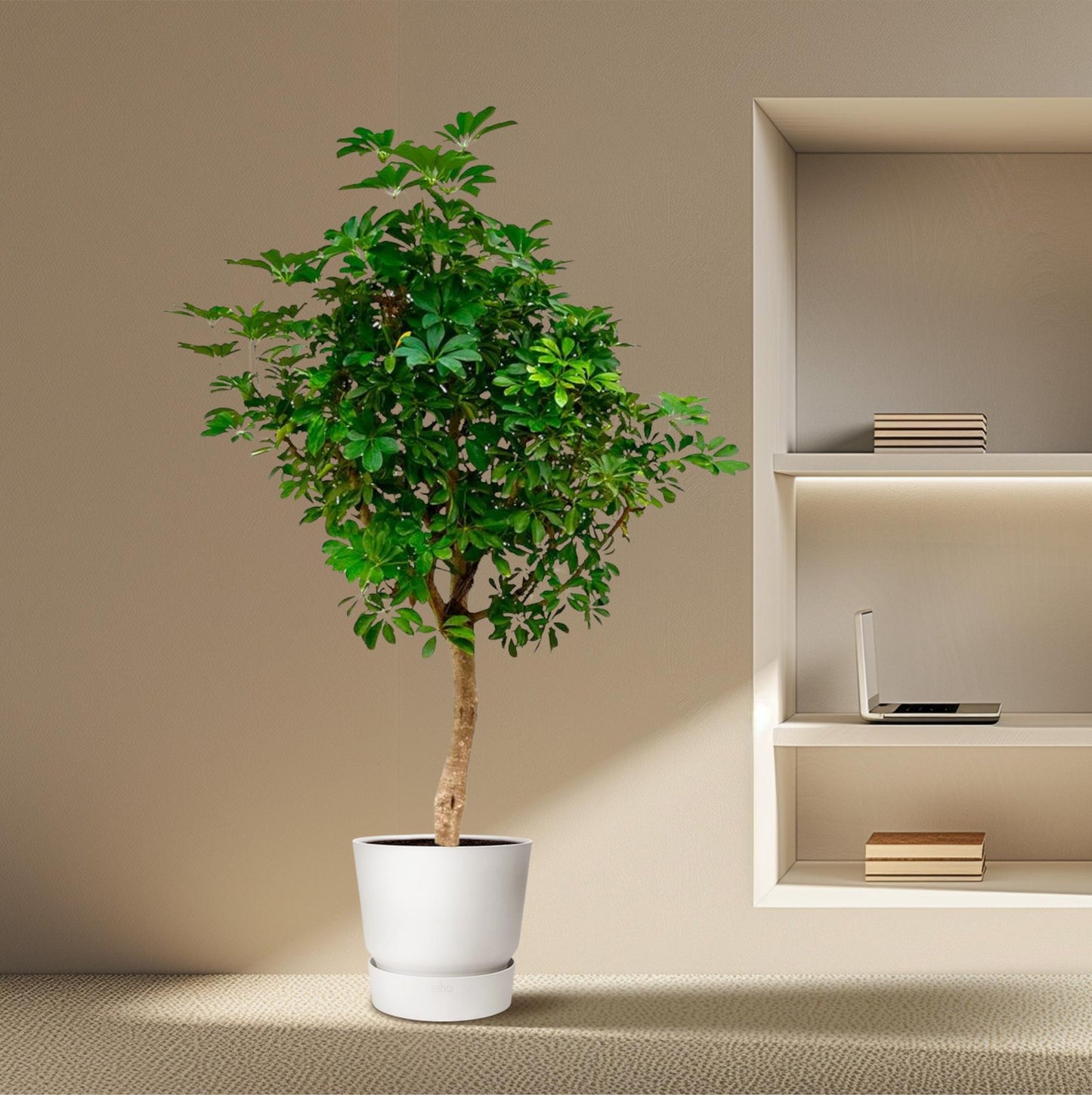 Schefflera op stam – 210 cm, pflegeleicht & robust