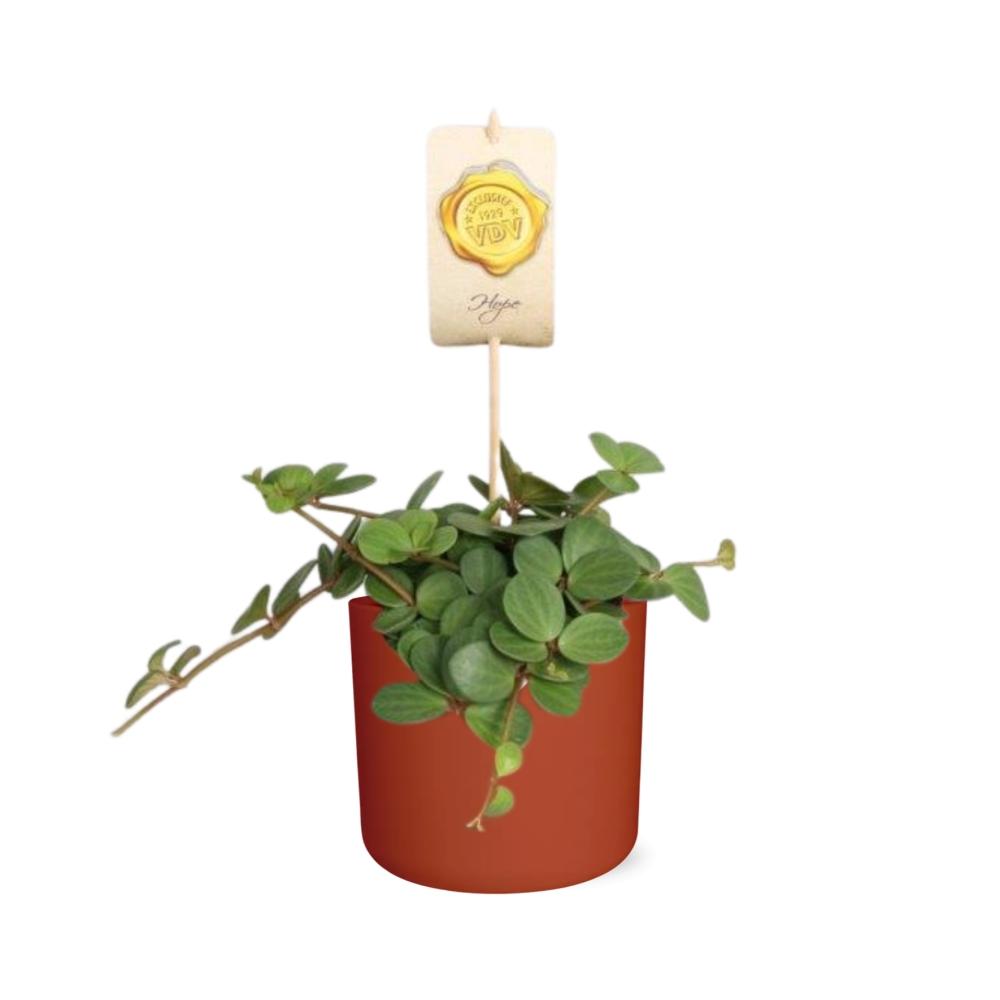 Peperomia ‘Hope’ – pflegeleichte Zimmerpflanze 14 cm