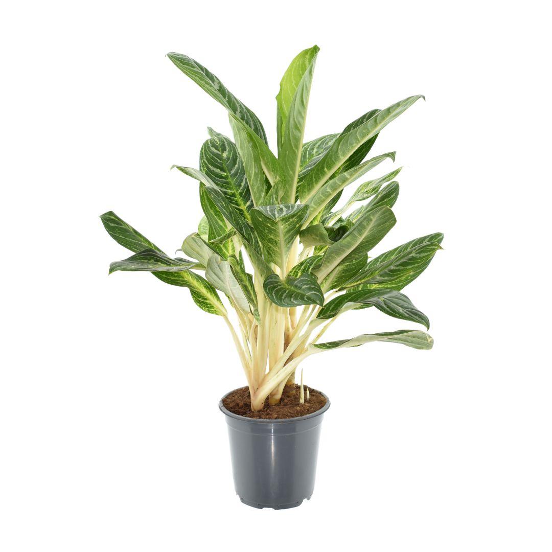 Aglaonema Keylime – Pflegeleichte & luftreinigende Zimmerpflanze