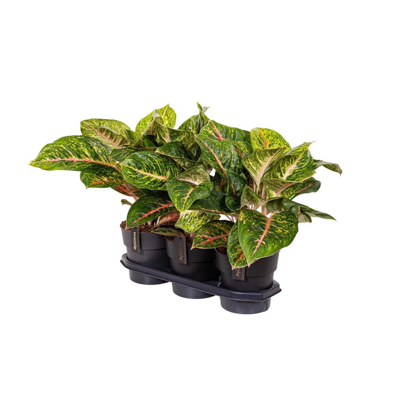 Aglaonema Spring Red – Pflegeleichte Zimmerpflanze Ø19cm