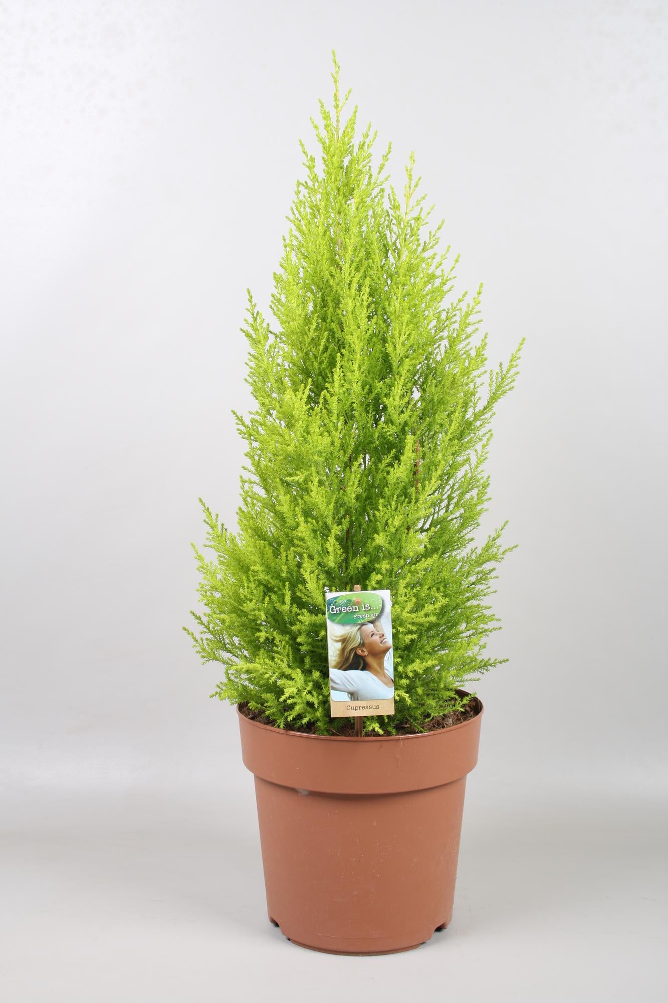 Cupressus Goldcrest Wilma – Robuster Sichtschutz Ø21cm