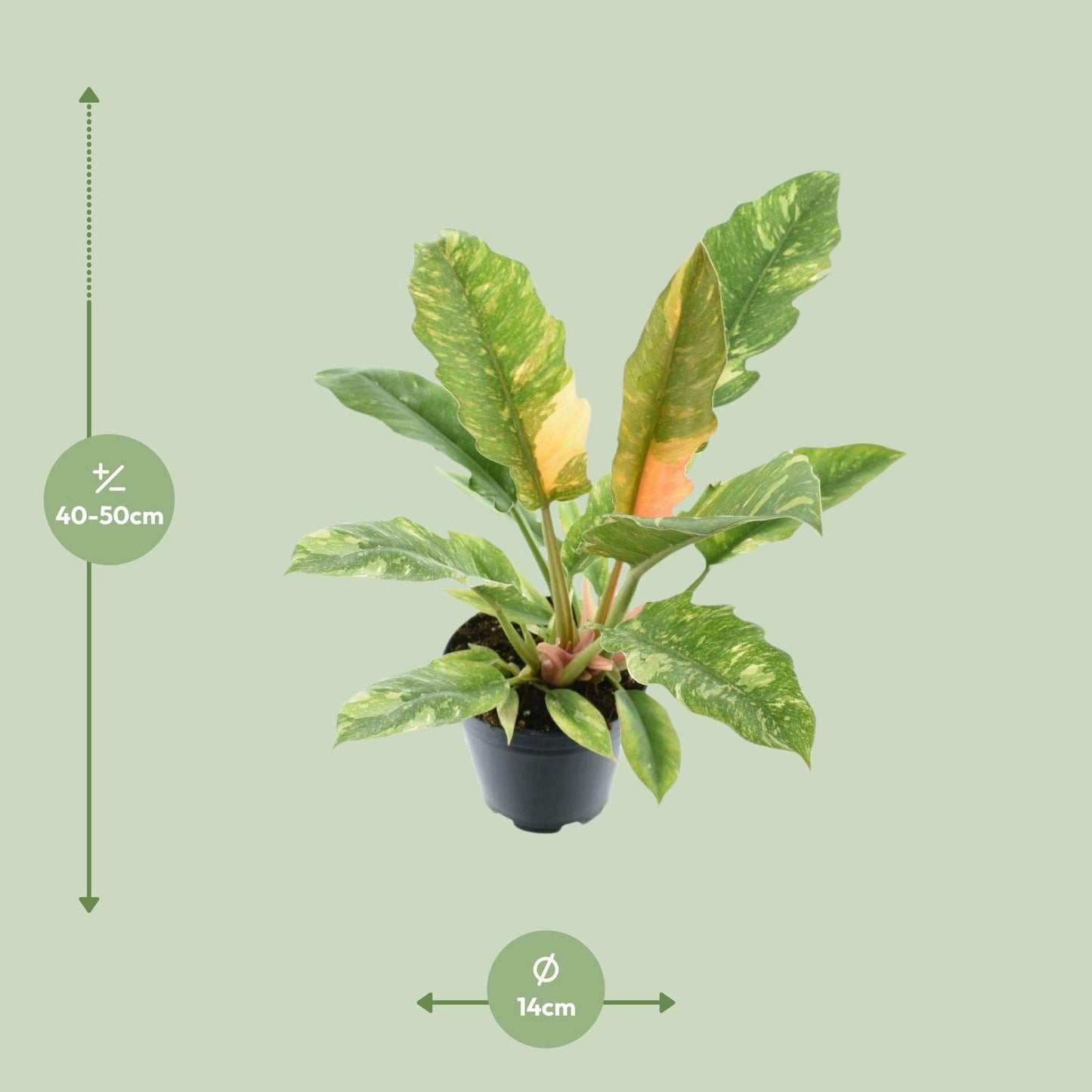 Philodendron Ring of Fire – Exotische, pflegeleichte Zimmerpflanze Ø14cm