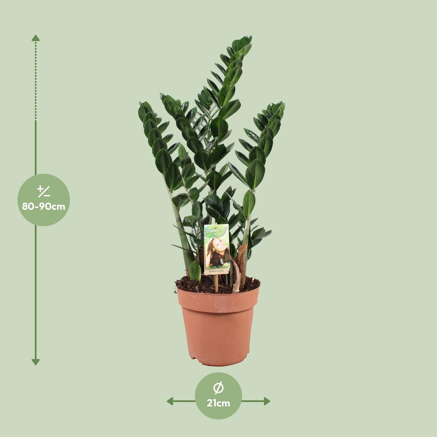 Zamioculcas zamiifolia – pflegeleichte Glücksfeder Ø21cm, 80cm hoch